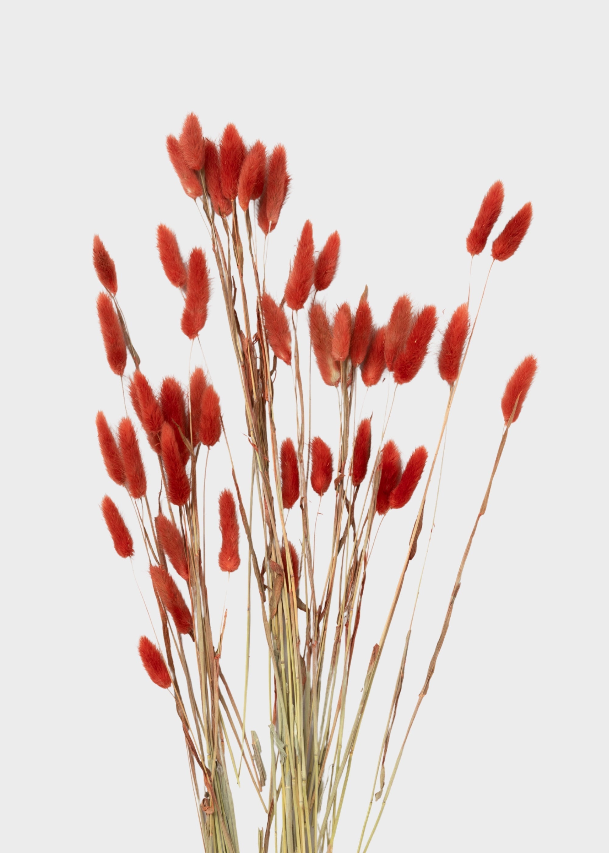 Green Dried Grass Bundle for Vase Styling