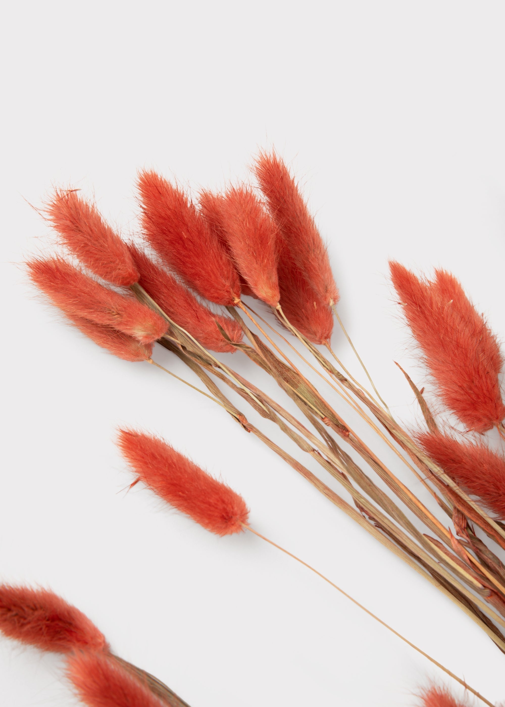 Green Dried Grass Bundle for Home Decor