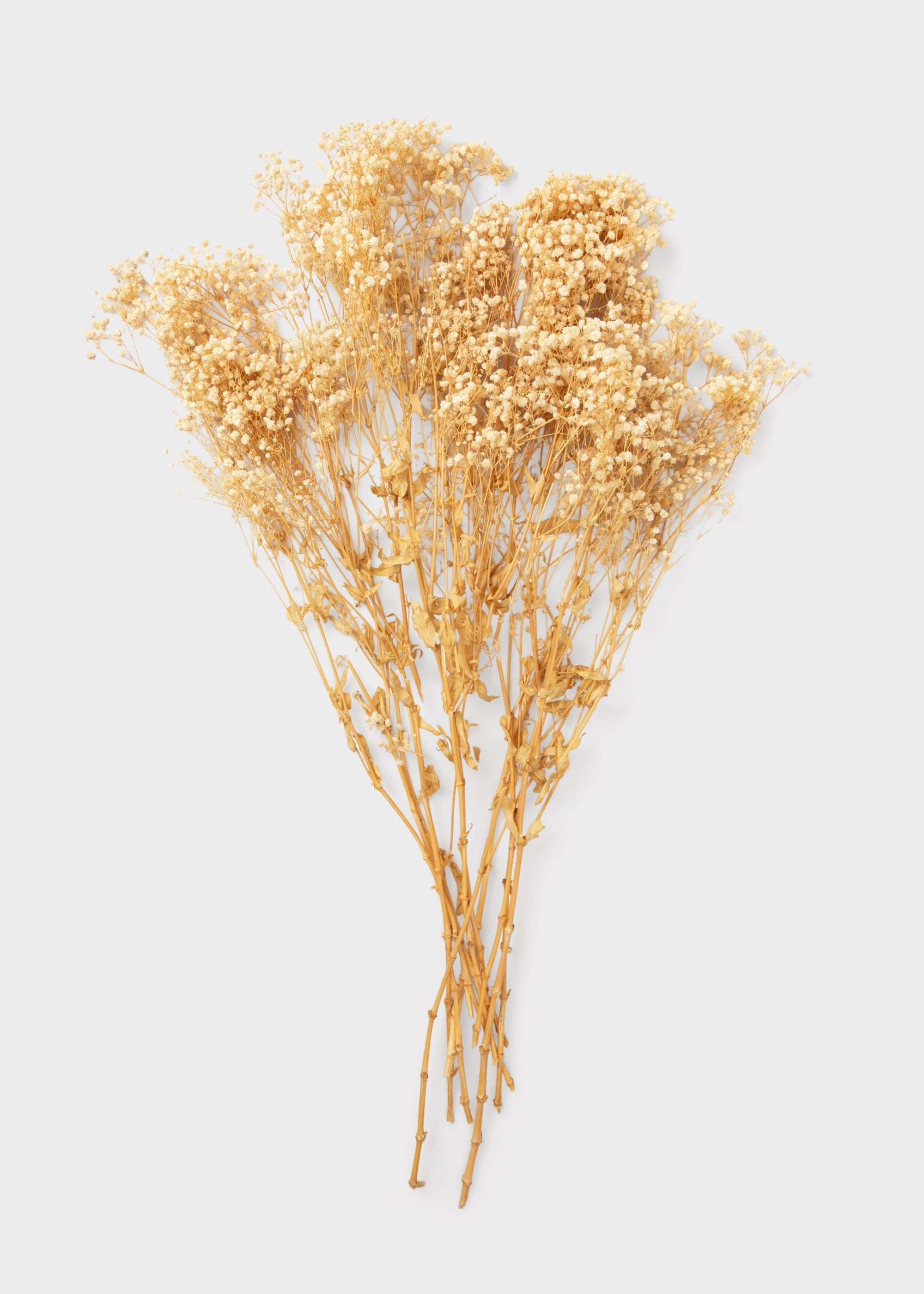 Beige Dried Natural Beige Gypsophila 8.25 Oz Bunch for Table Centerpiece