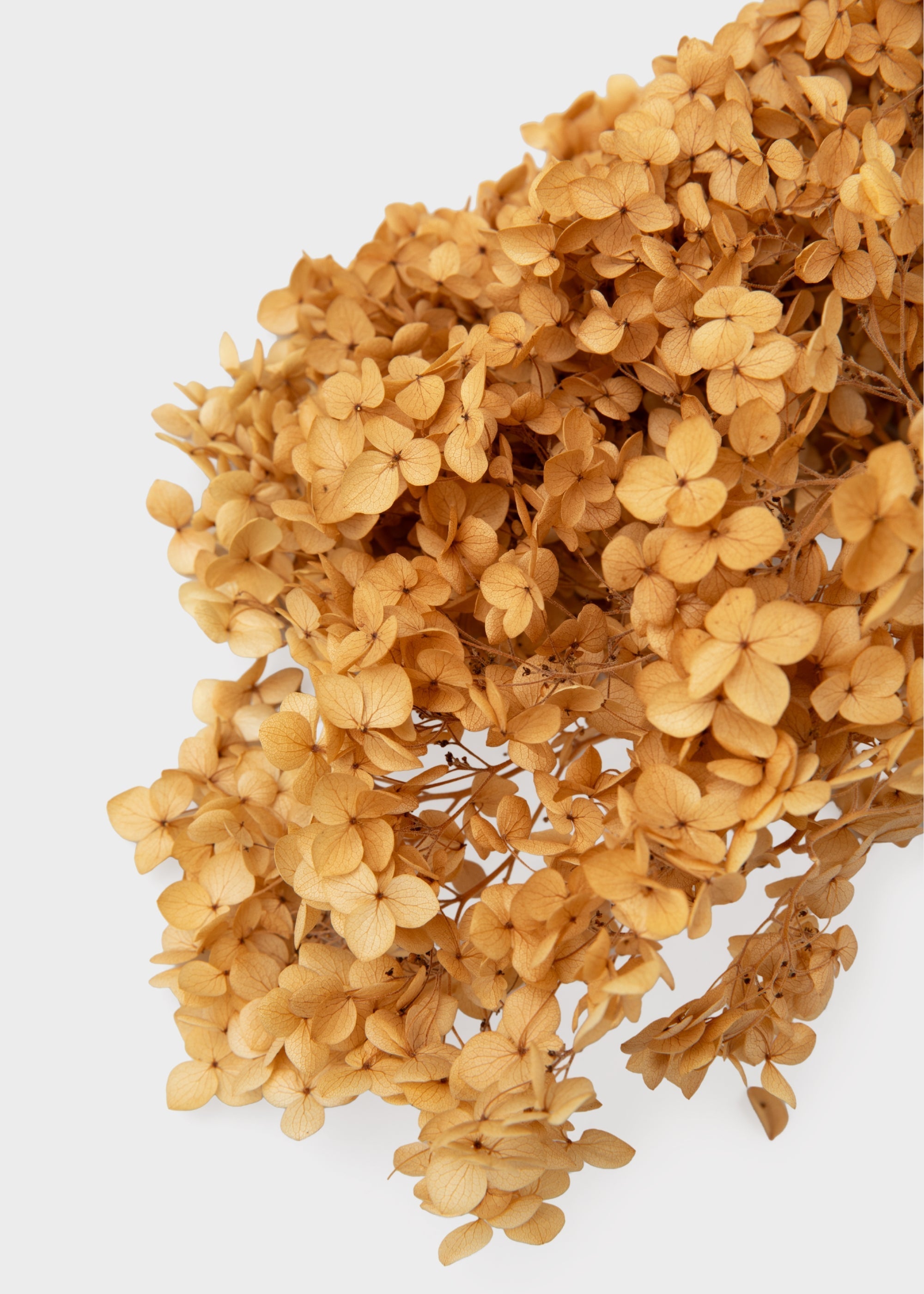 Beige Dried Hydrangea Stems for Home Decor
