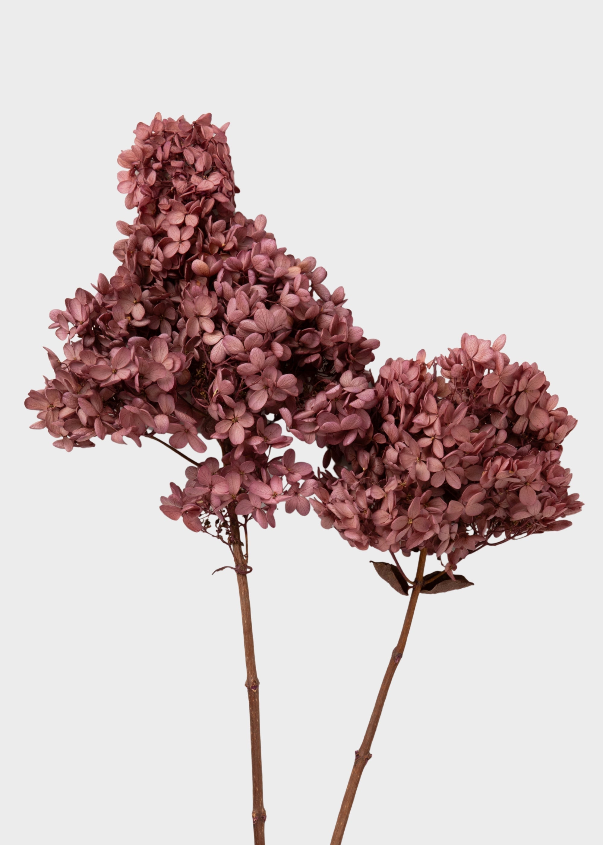 Pink Dried Hydrangea Stems for Vase Styling