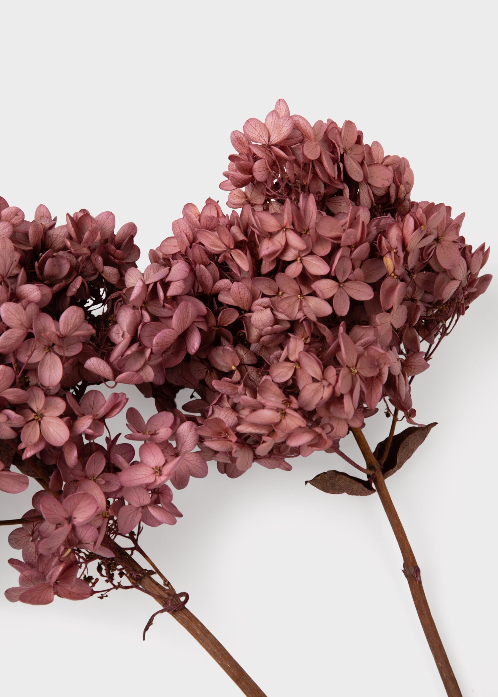 Pink Dried Hydrangea Stems for Home Decor