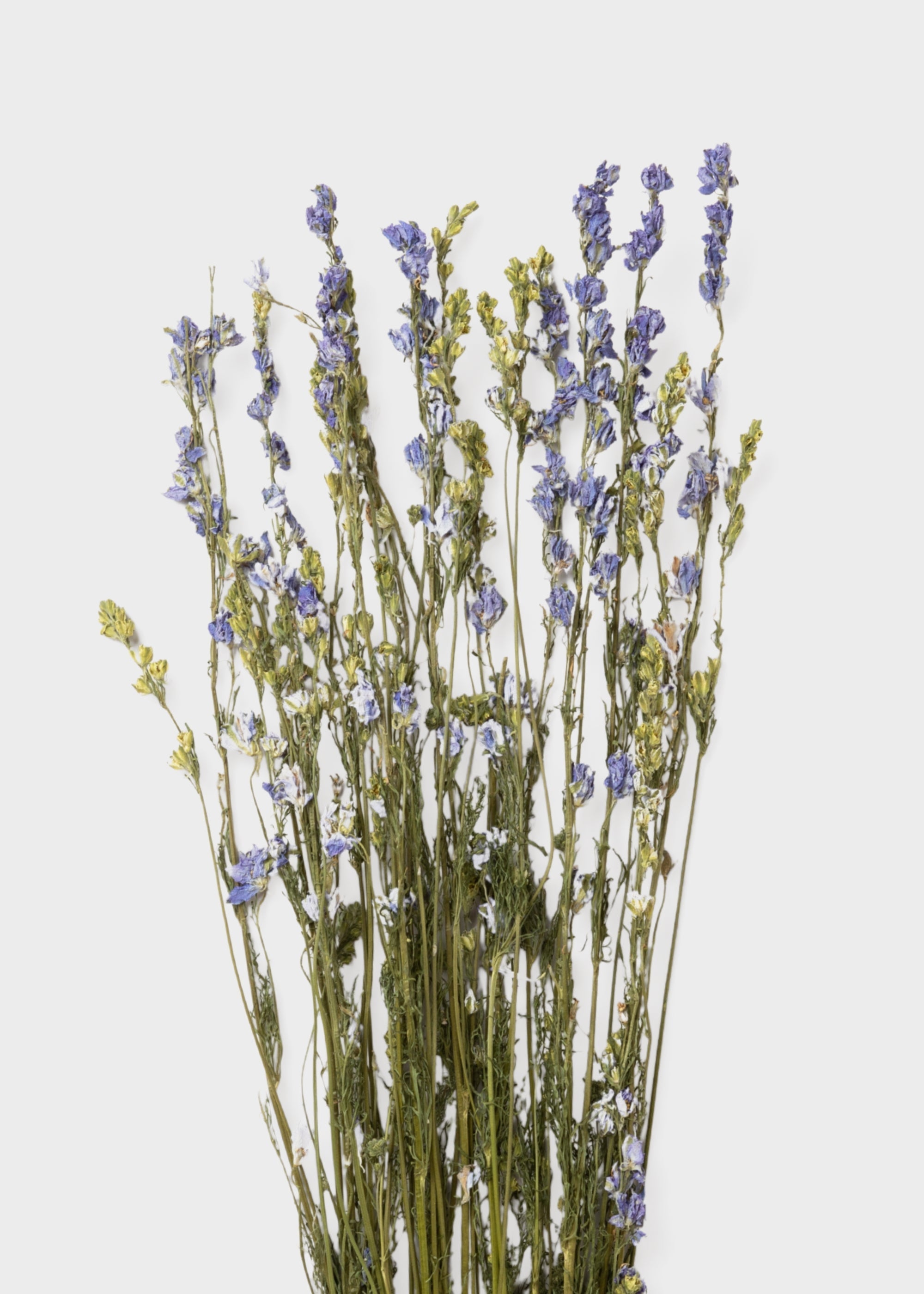 Purple Dried Larkspur Wildflower Bundle Stems for Vase Styling