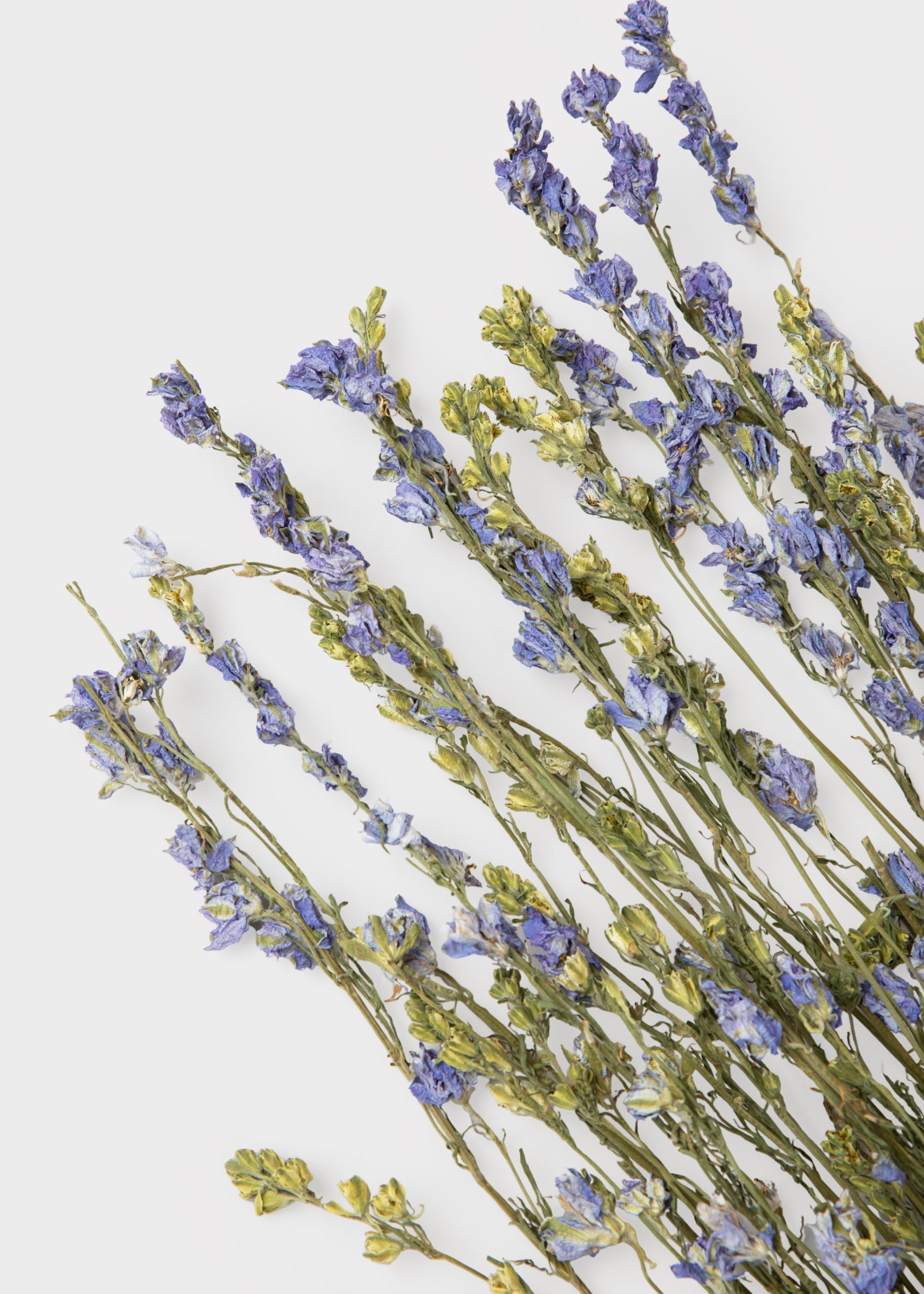 Purple Dried Larkspur Wildflower Bundle Stems for Wedding Decor