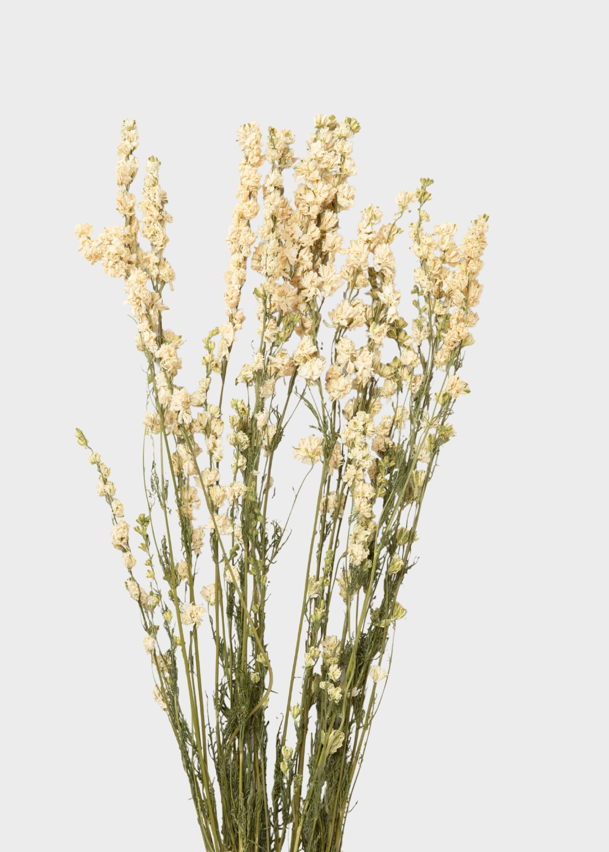 White Dried Larkspur Bundle Stems for Vase Styling