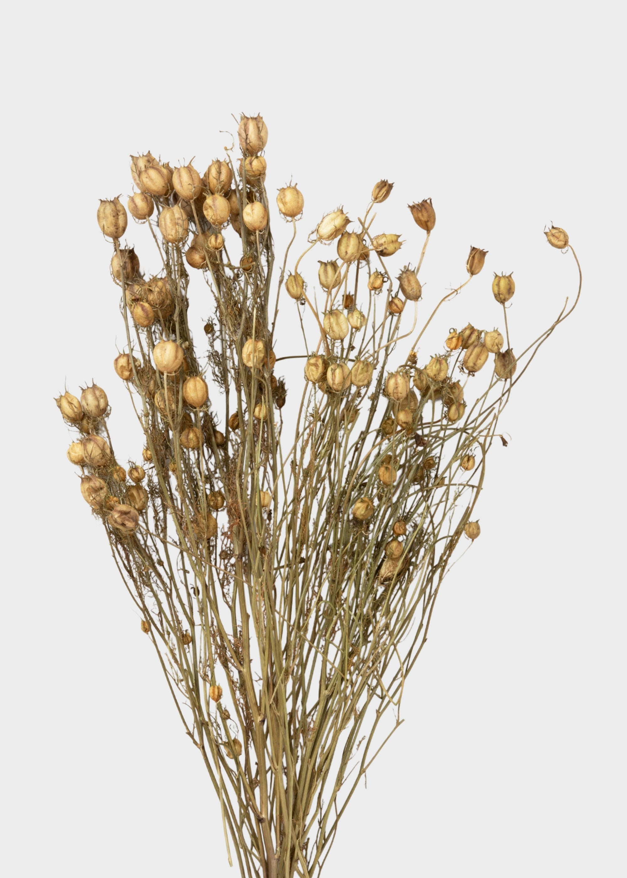 Purple Dried and Green Natural Nigella 1.5 Oz Bunch for Wedding Decor