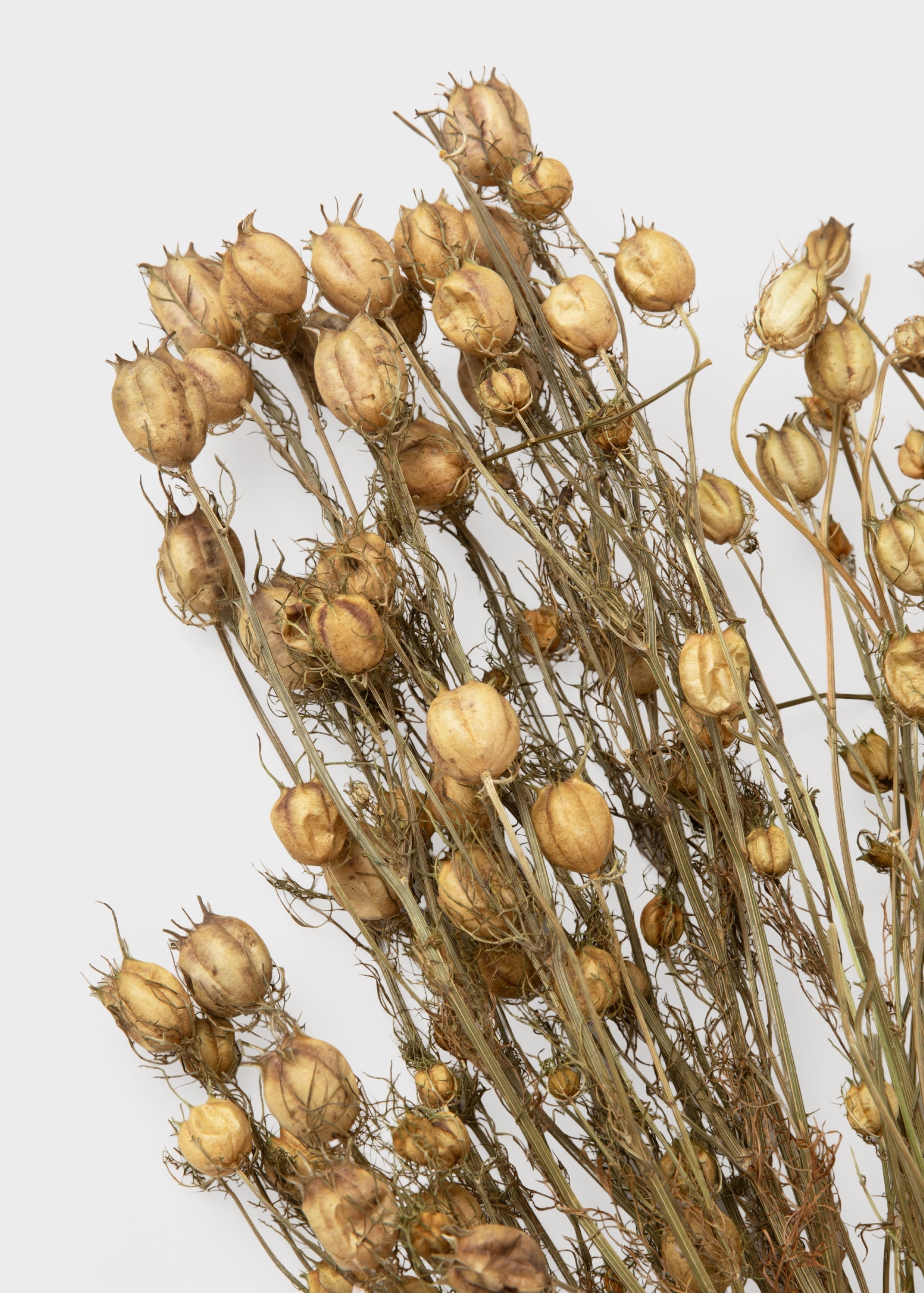 Purple Dried and Green Natural Nigella 1.5 Oz Bunch for Table Centerpiece