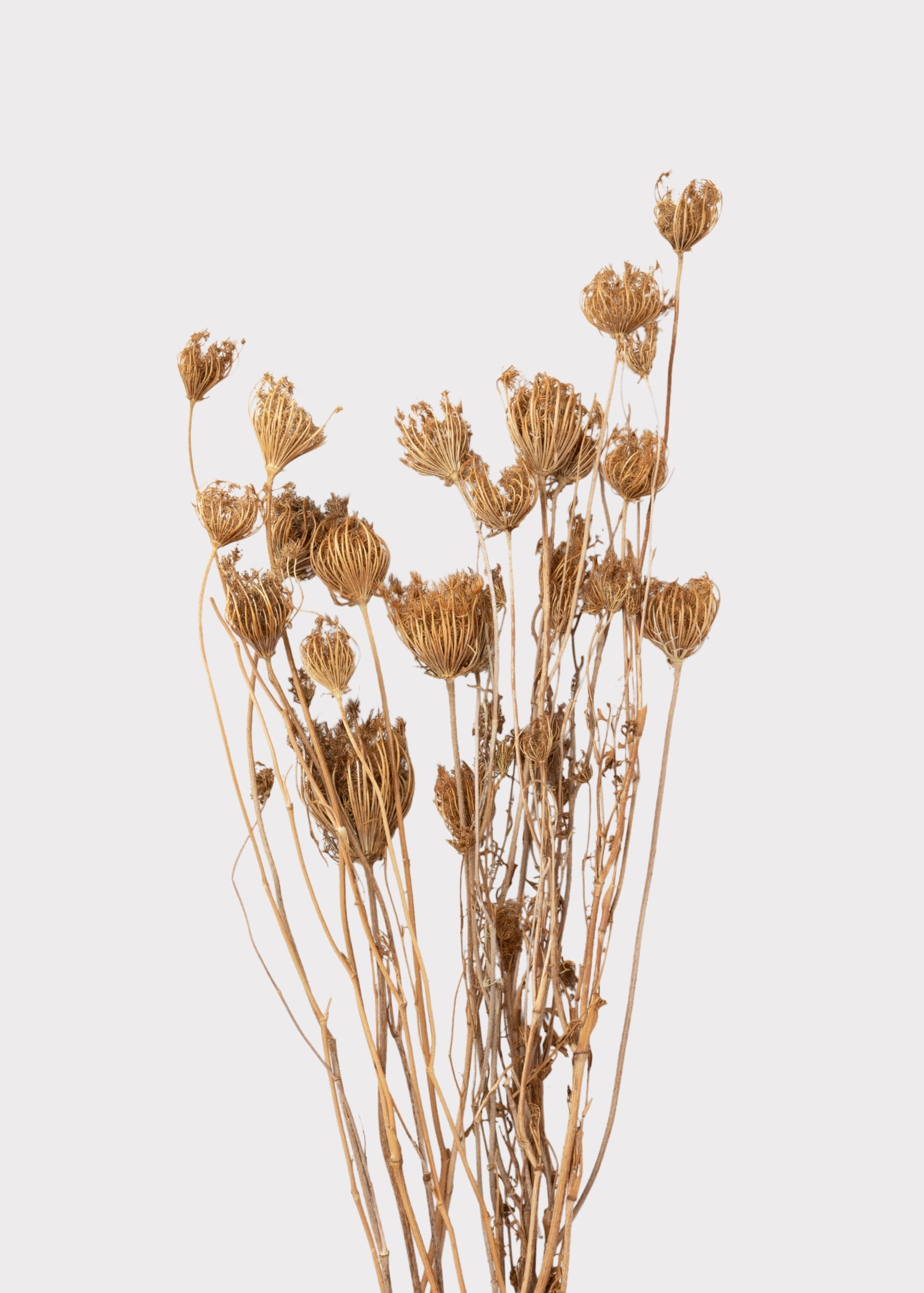 Natural Dried Queen Anne's Lace Bundle for Vase Styling