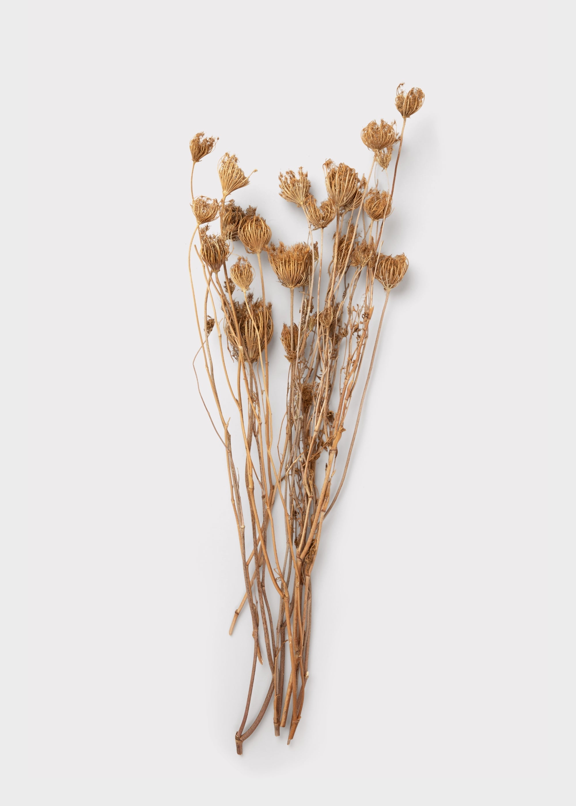 Natural Dried Queen Anne's Lace Bundle for Wedding Decor