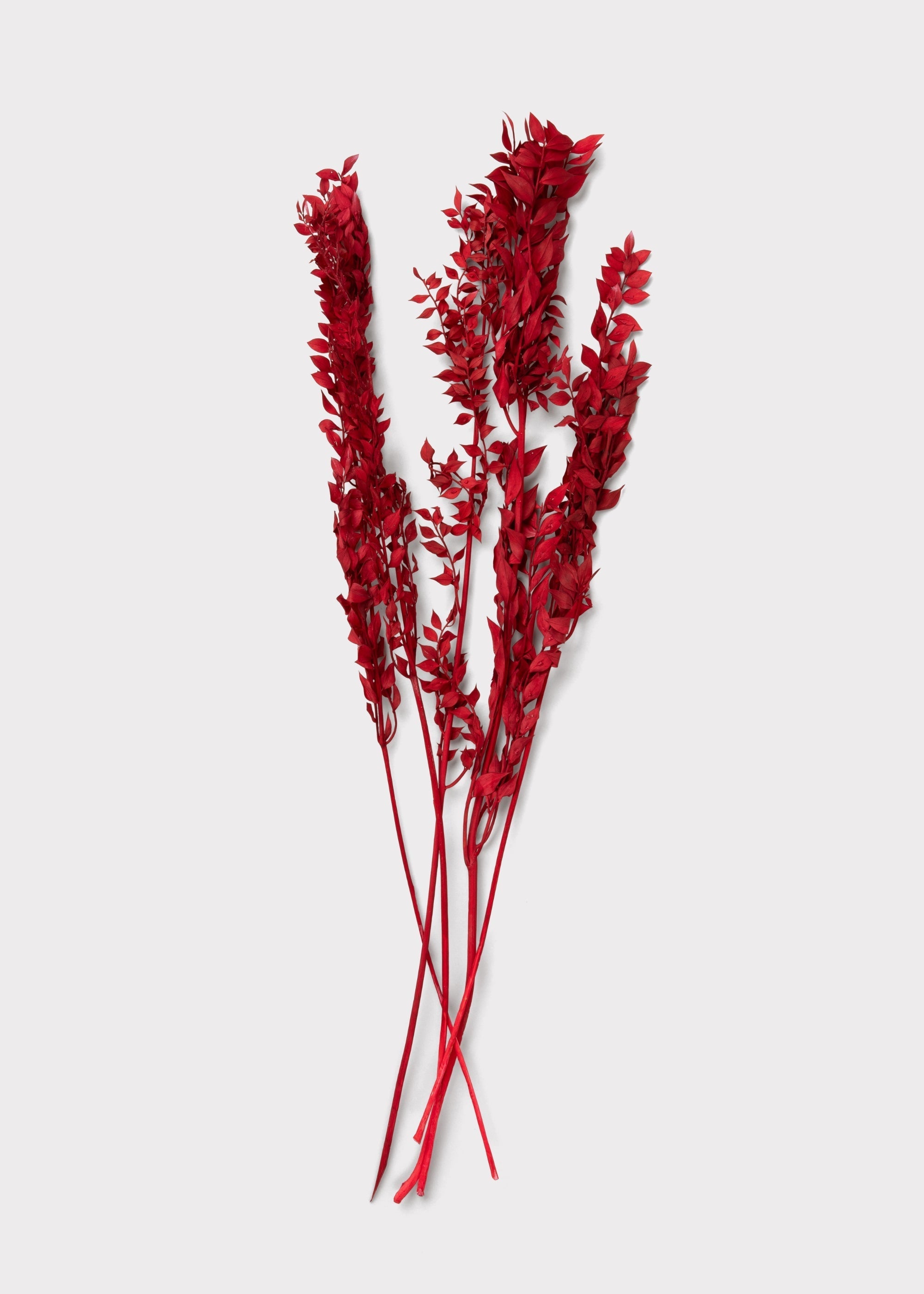 Red Dried Ruscus Bundle for Table Centerpiece