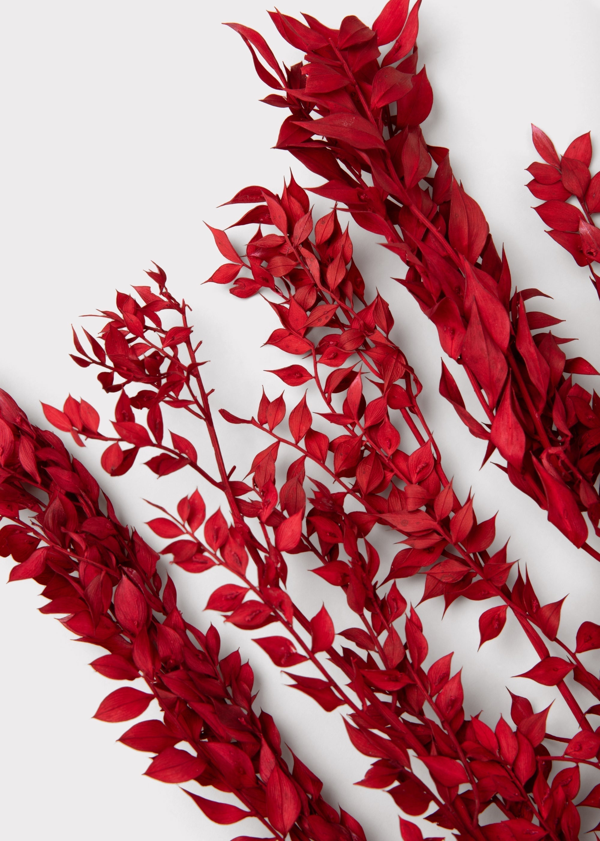 Red Dried Ruscus Bundle for Home Decor