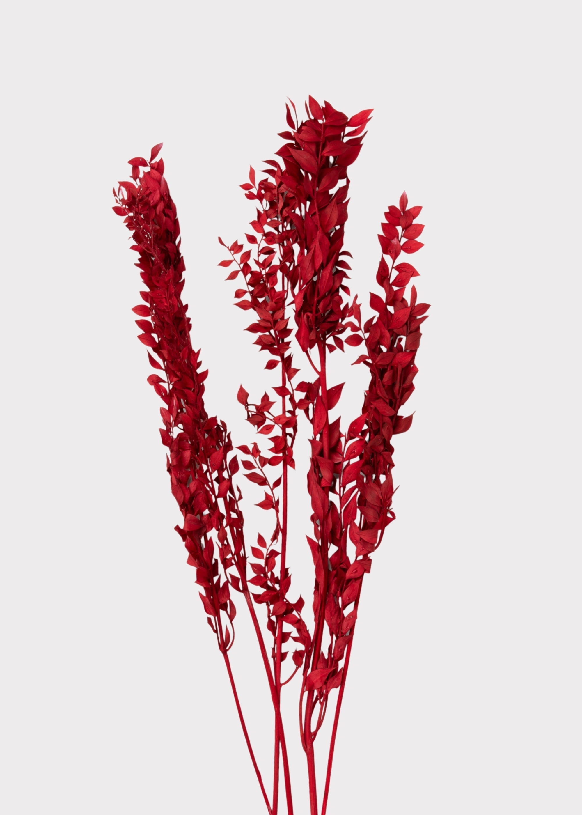 Red Dried Ruscus Bundle for Vase Styling