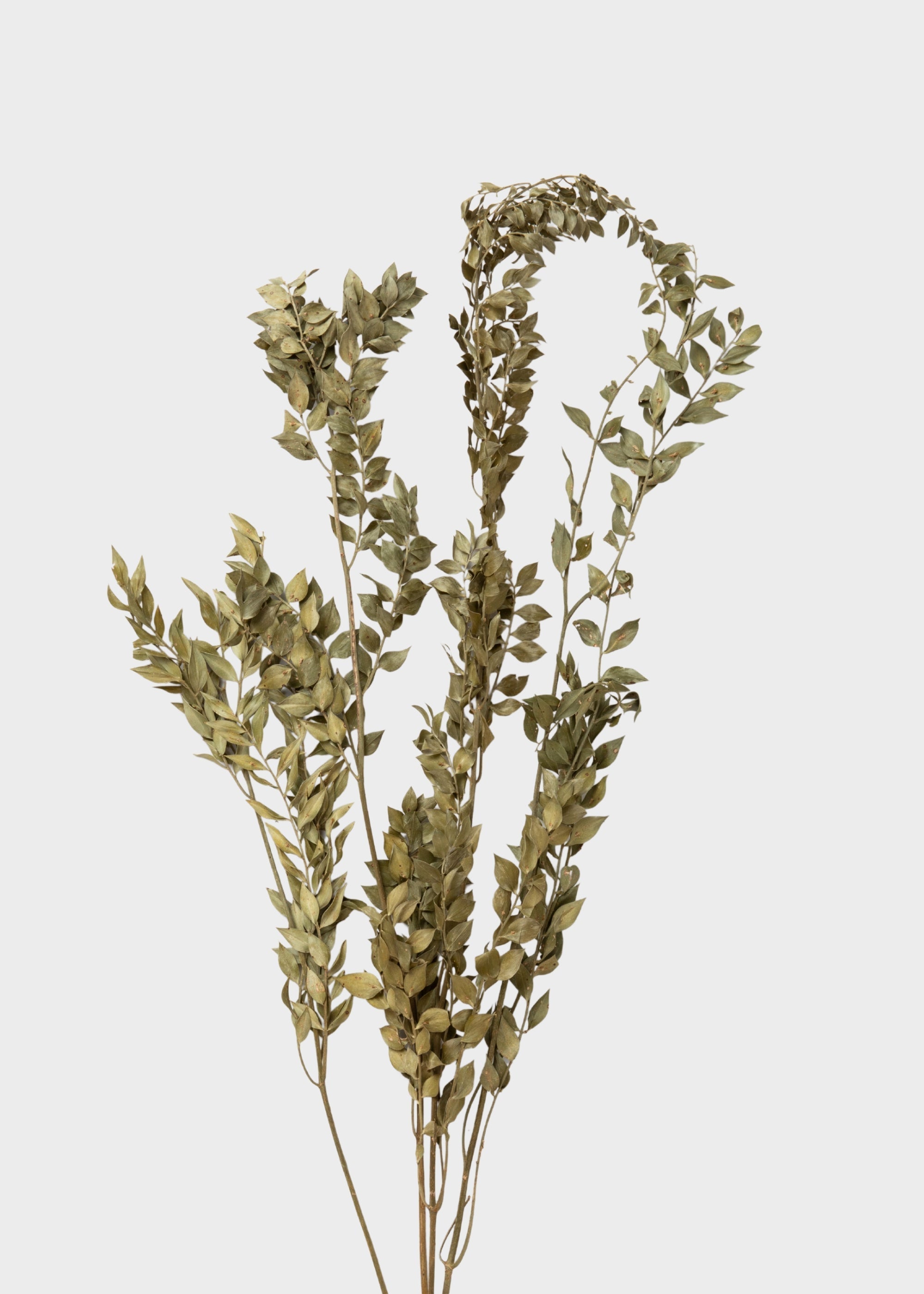 Green Dried Ruscus Bundle for Vase Styling