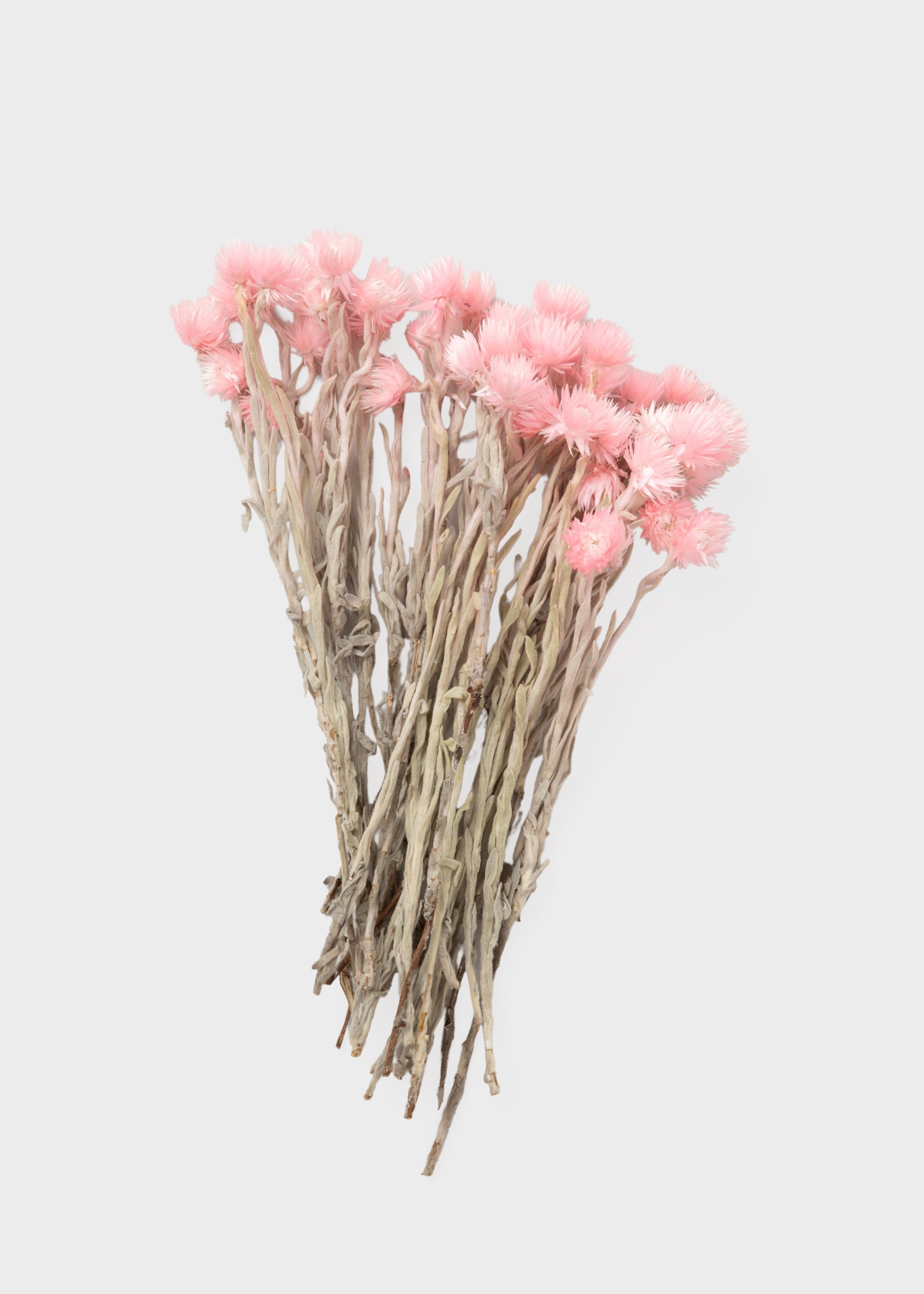 Pink Dried Daisy Stems for Table Centerpiece