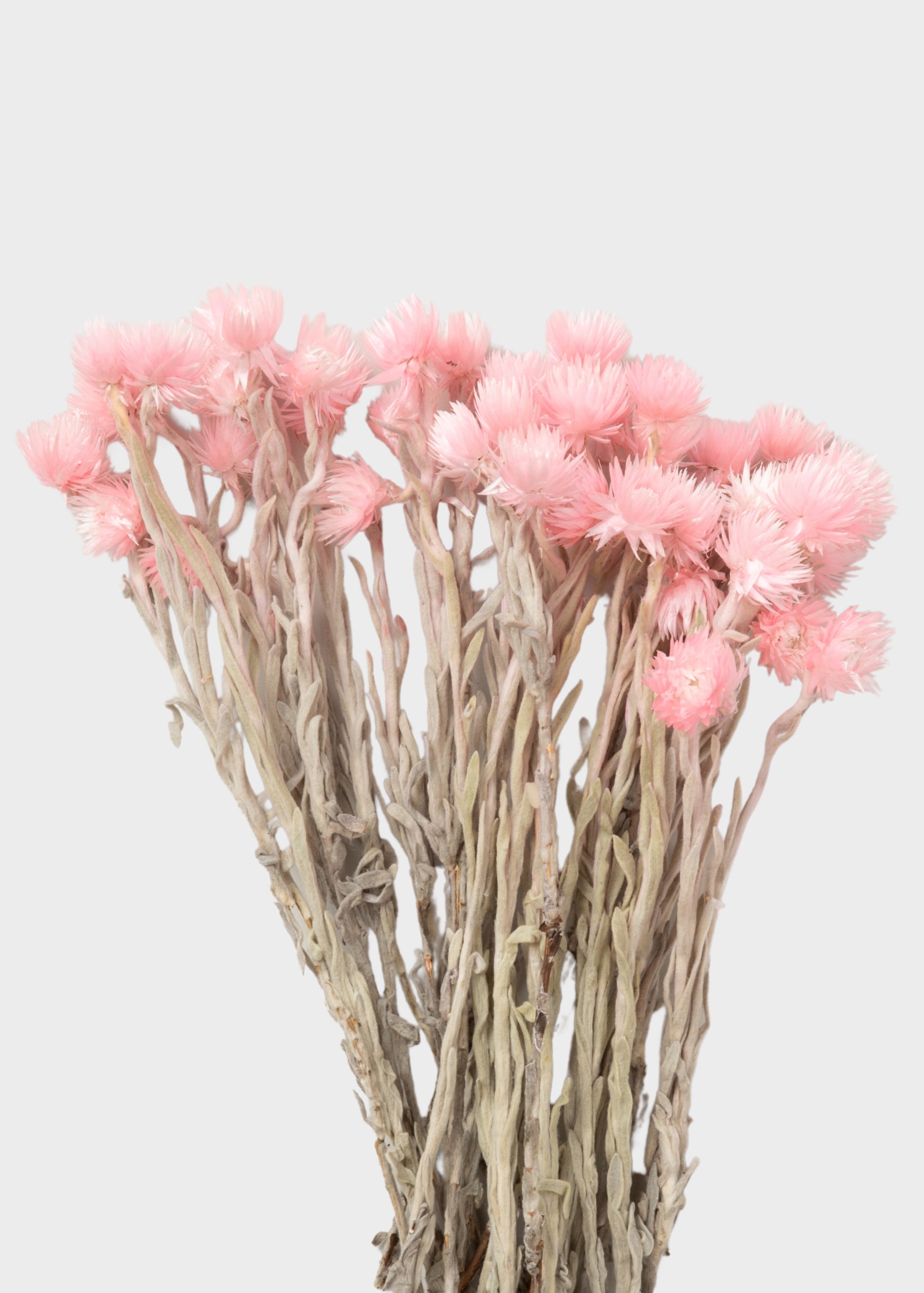 Pink Dried Daisy Stems for Vase Styling