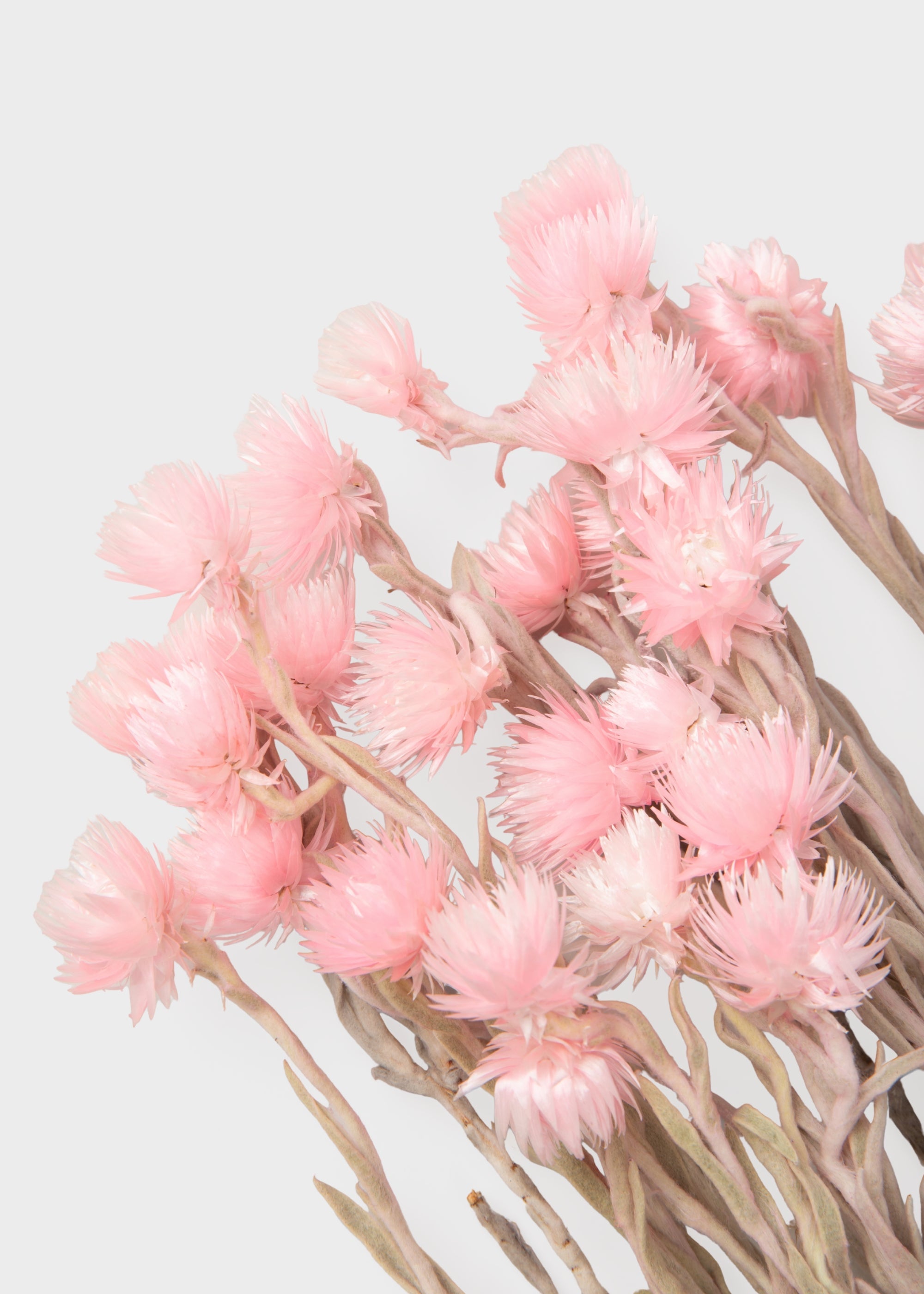 Pink Dried Daisy Stems for Home Decor