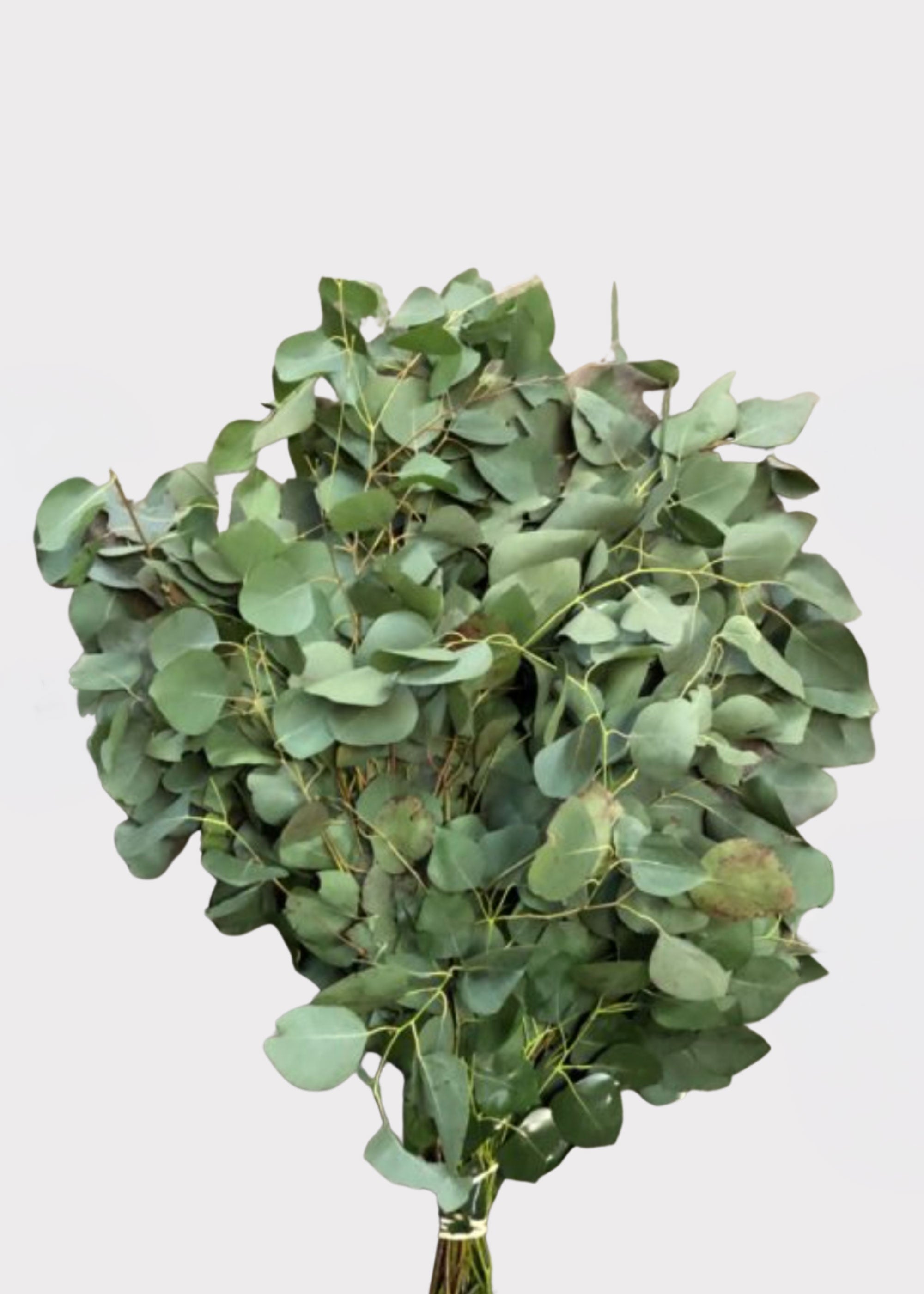 Silver Artificial Eucalyptus Bundle for Vase Styling
