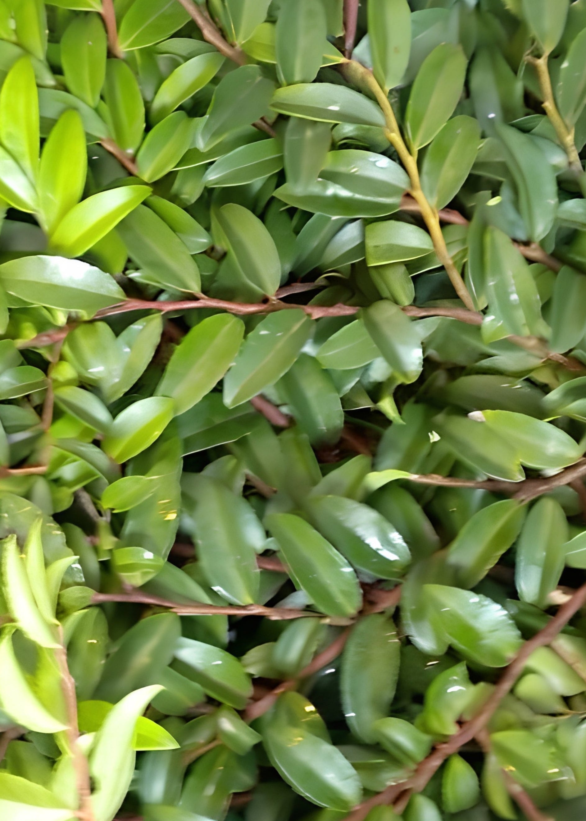 Green Artificial Fresh Huckleberry Foliage Branches for Vase Styling