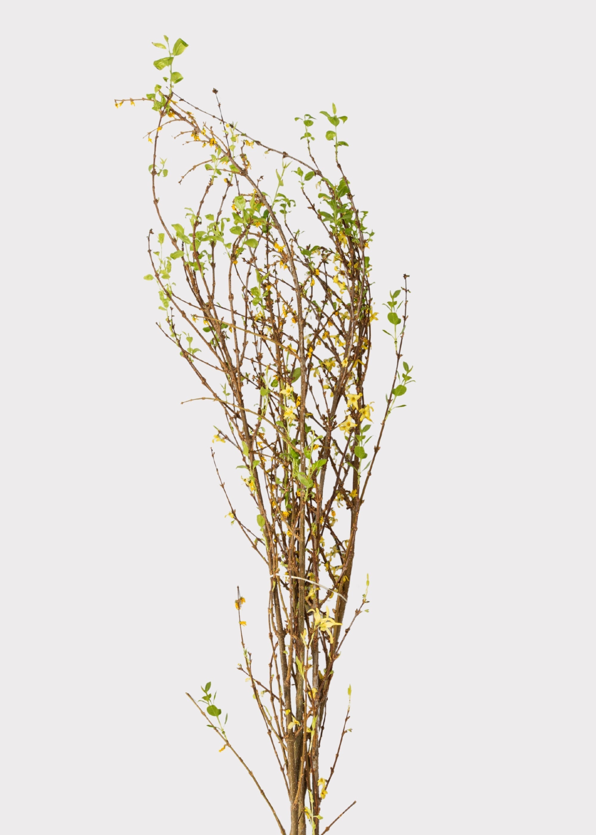 Green Artificial Forsythia Branch for Vase Styling