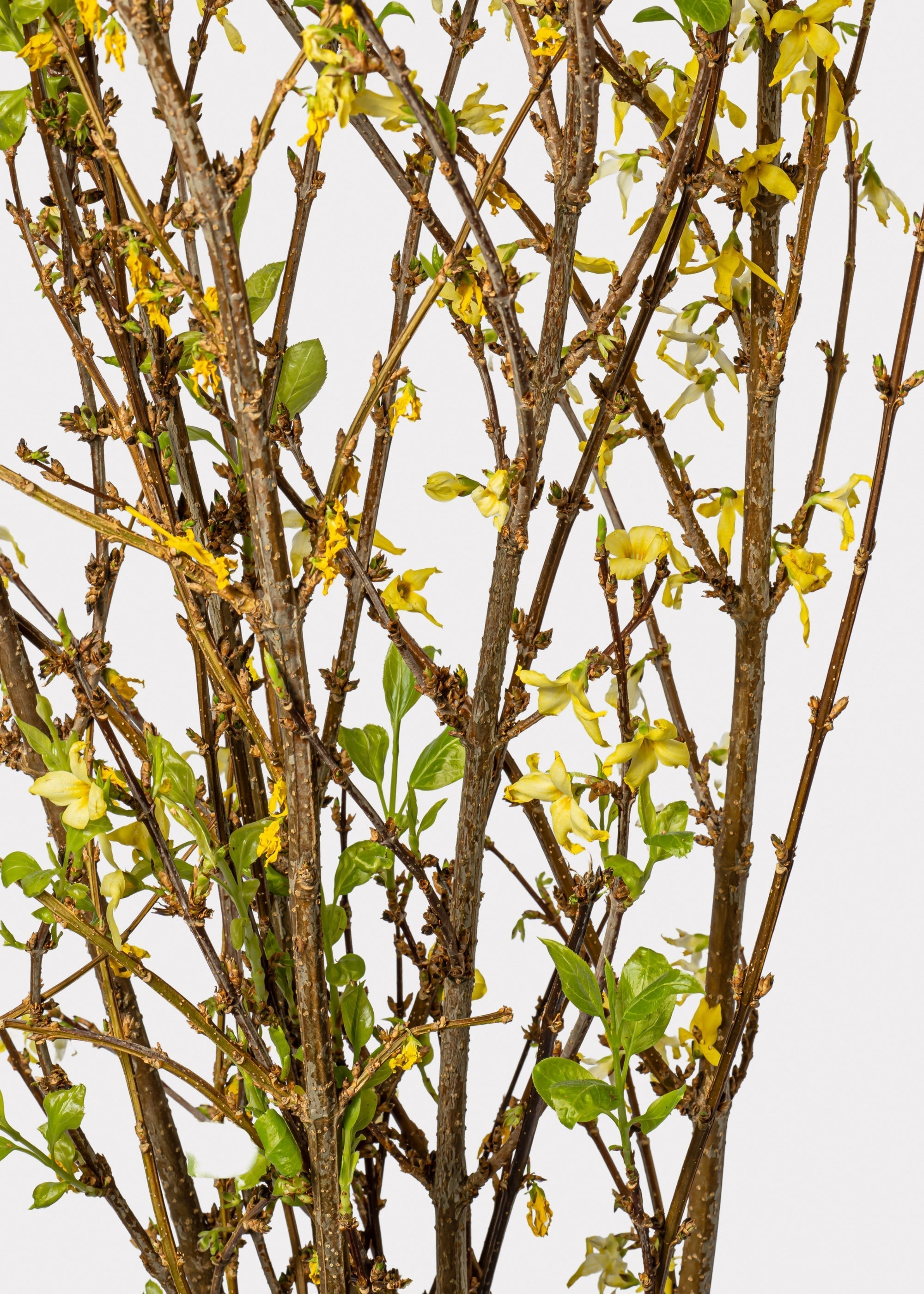 Green Artificial Forsythia Branch for Shelf Styling