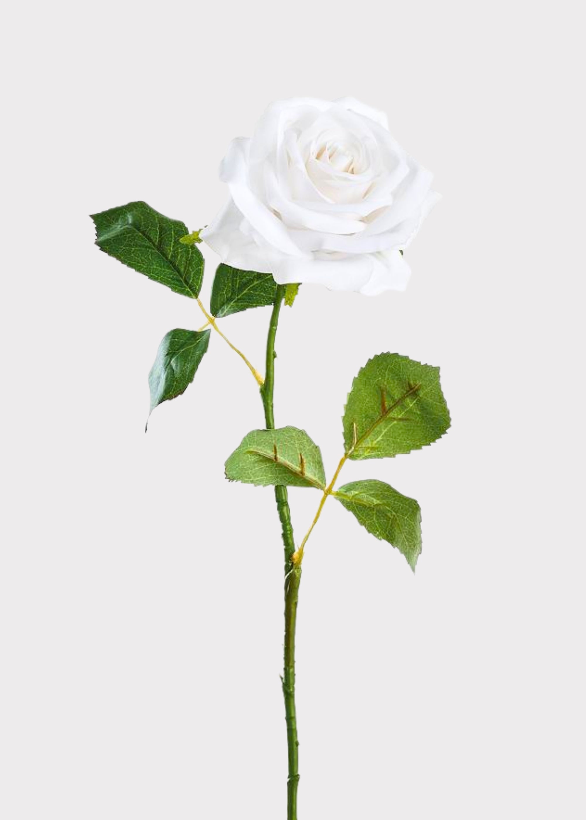 Cream Real Touch Artificial Rose Stem for Vase Styling