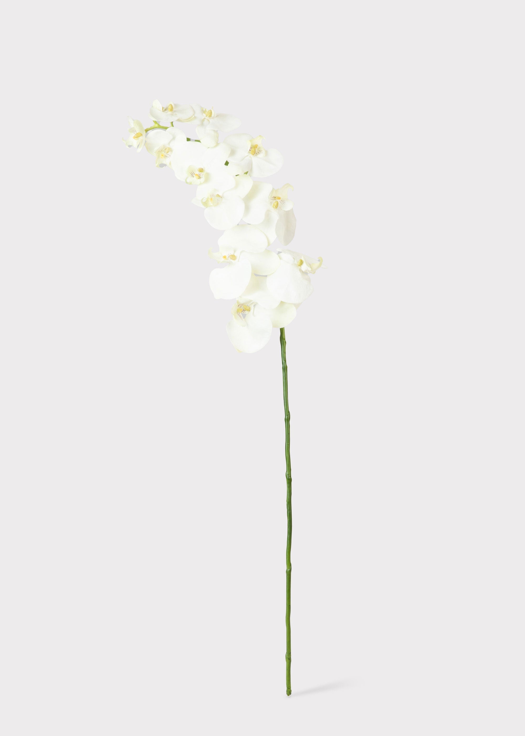 Cream Artificial Orchid Stem for Entryway Arrangement