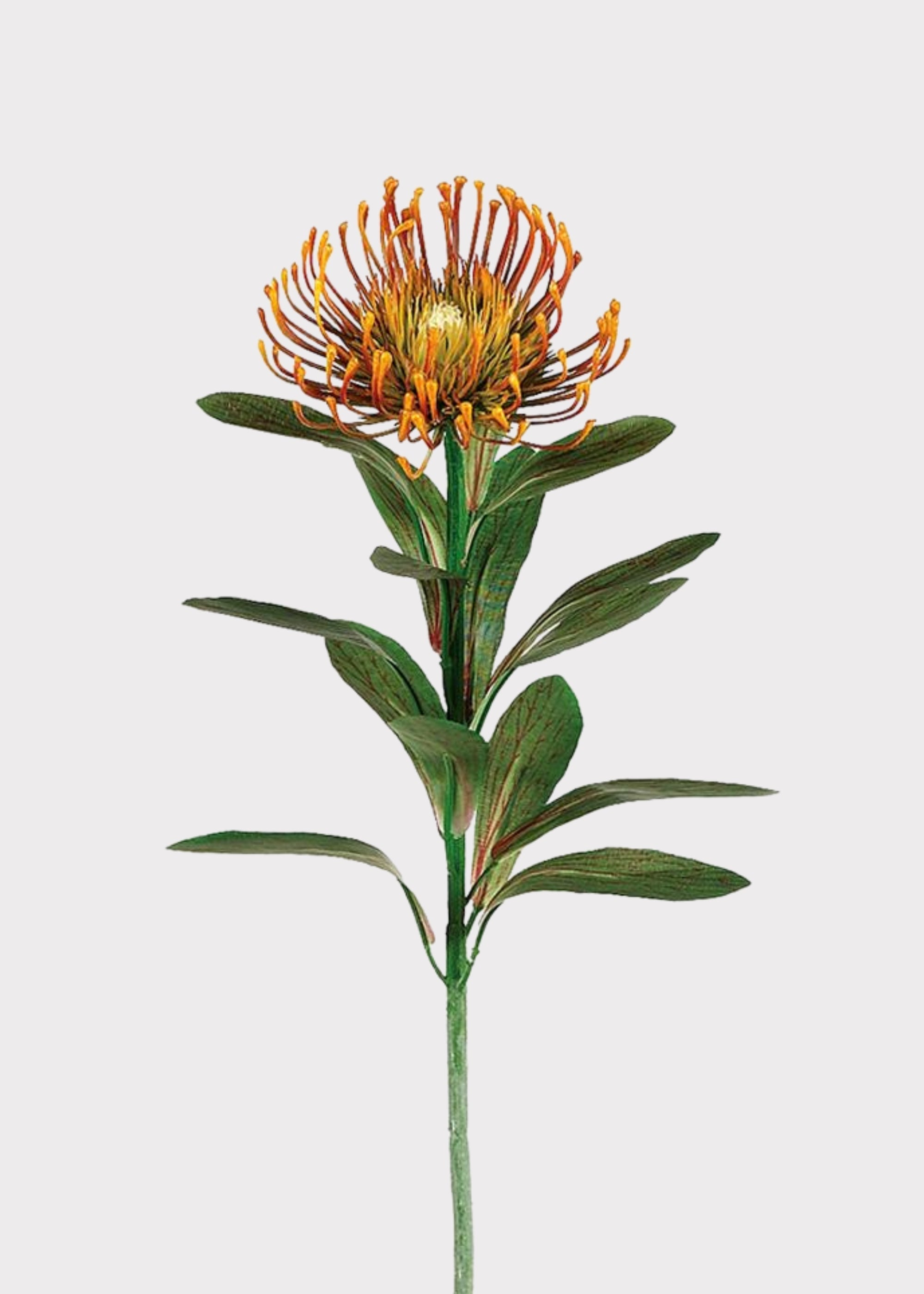 Orange Artificial Rust Orange Pincushion Protea Tropical for Vase Styling