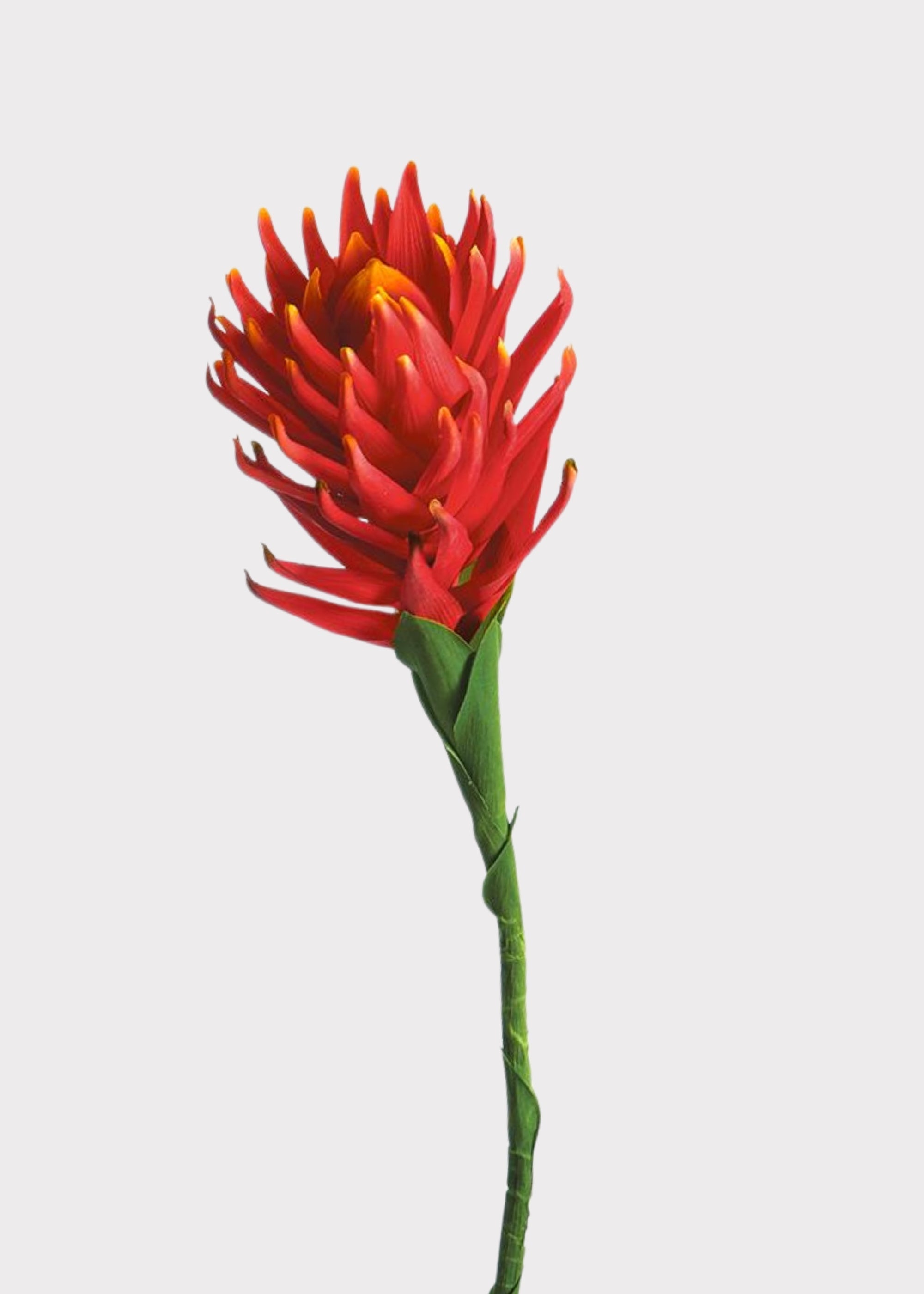 Red Artificial Flame Red and Orange Protea Tropical for Vase Styling
