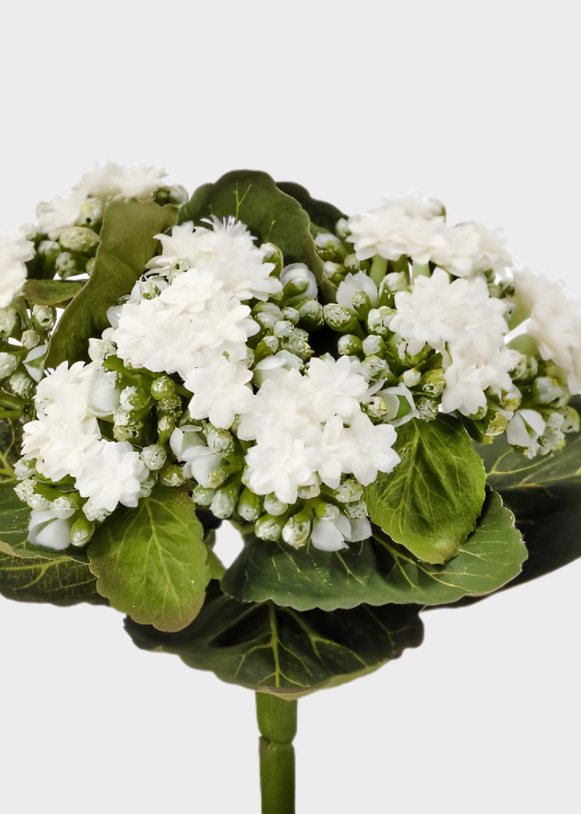Cream Artificial White Small Kalanchoe Blooming for Home Decor