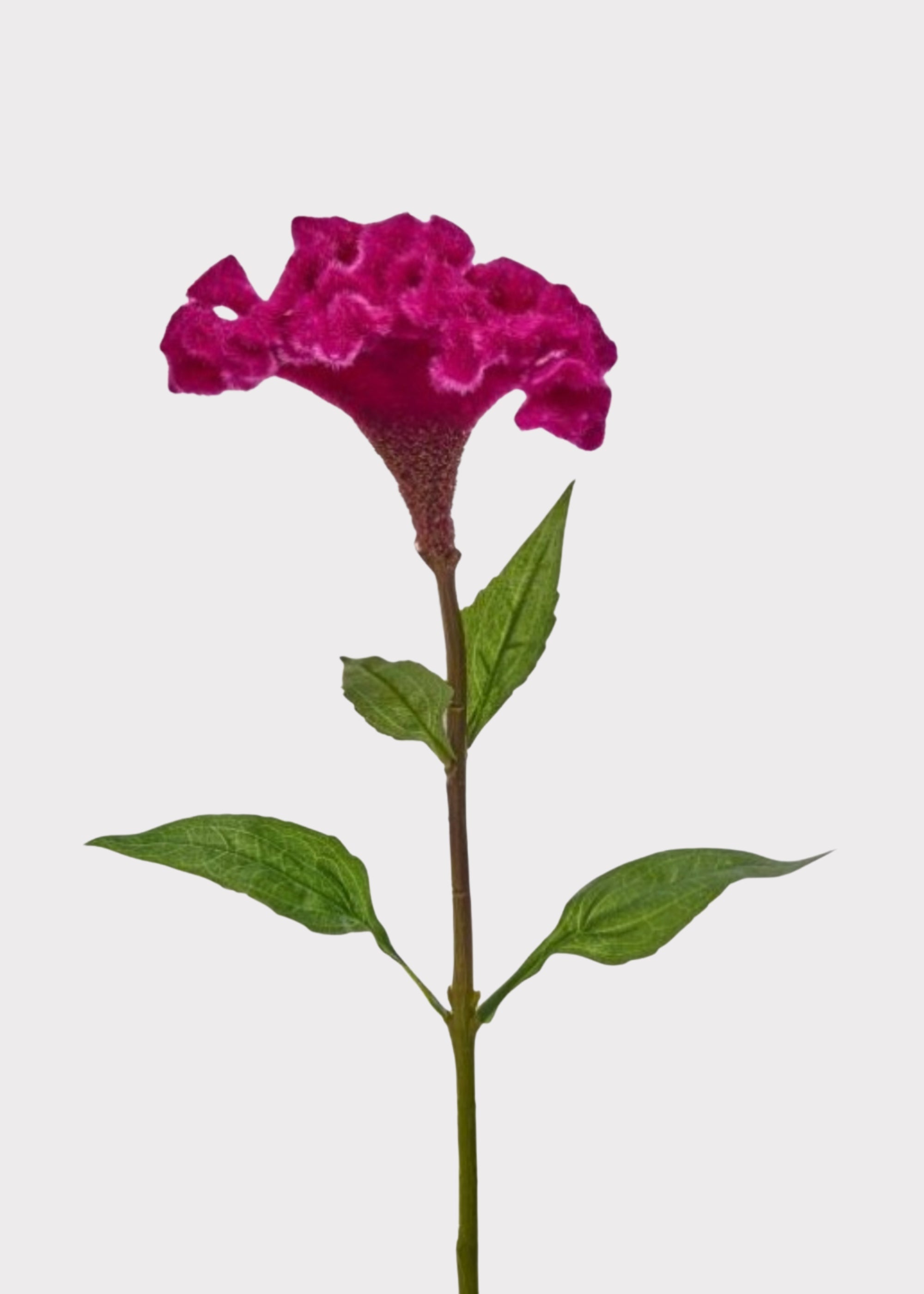 Pink Artificial Hot Pink Celosia Stem for Vase Styling