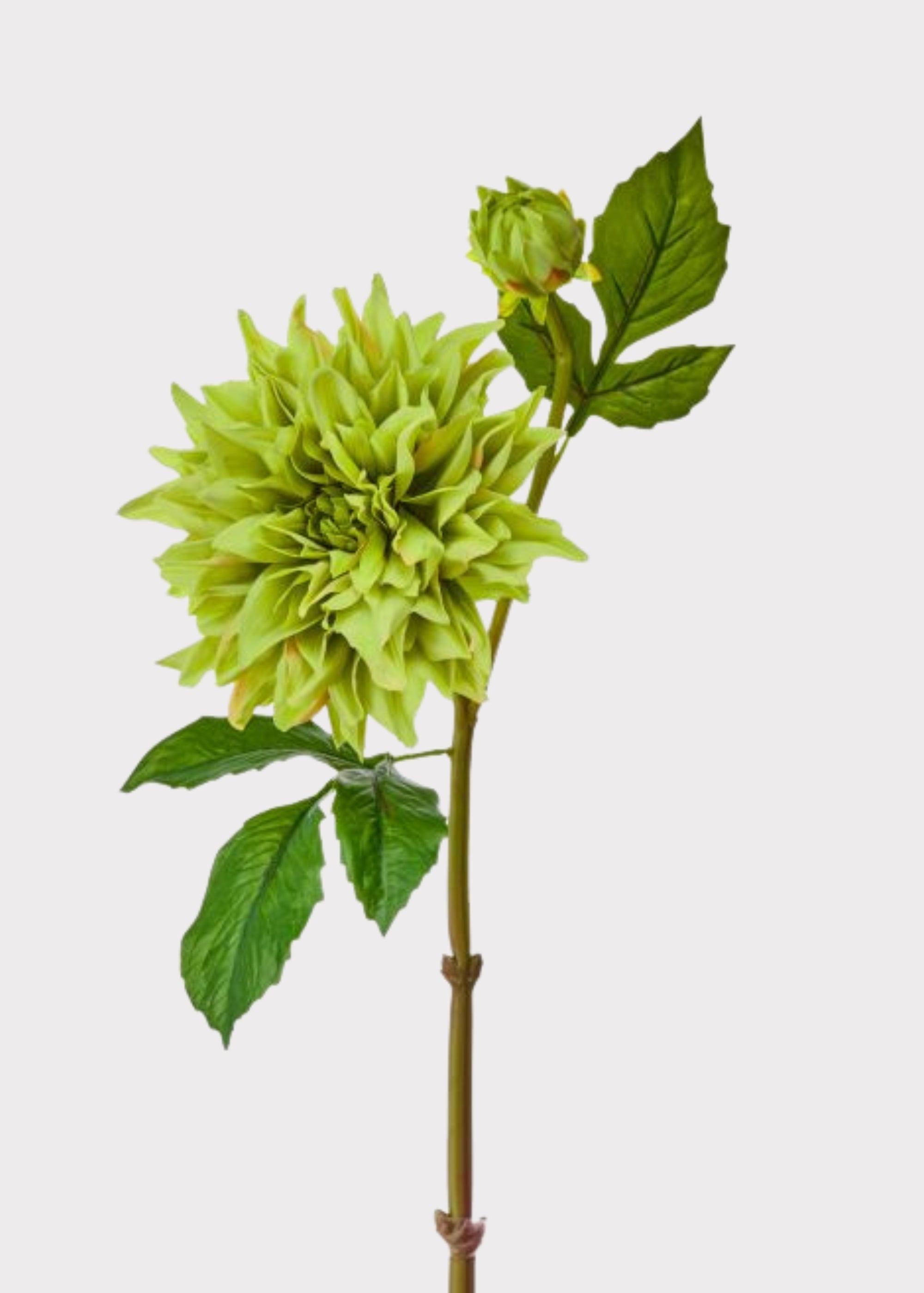Green Real Touch Artificial Dahlia Stem for Vase Styling