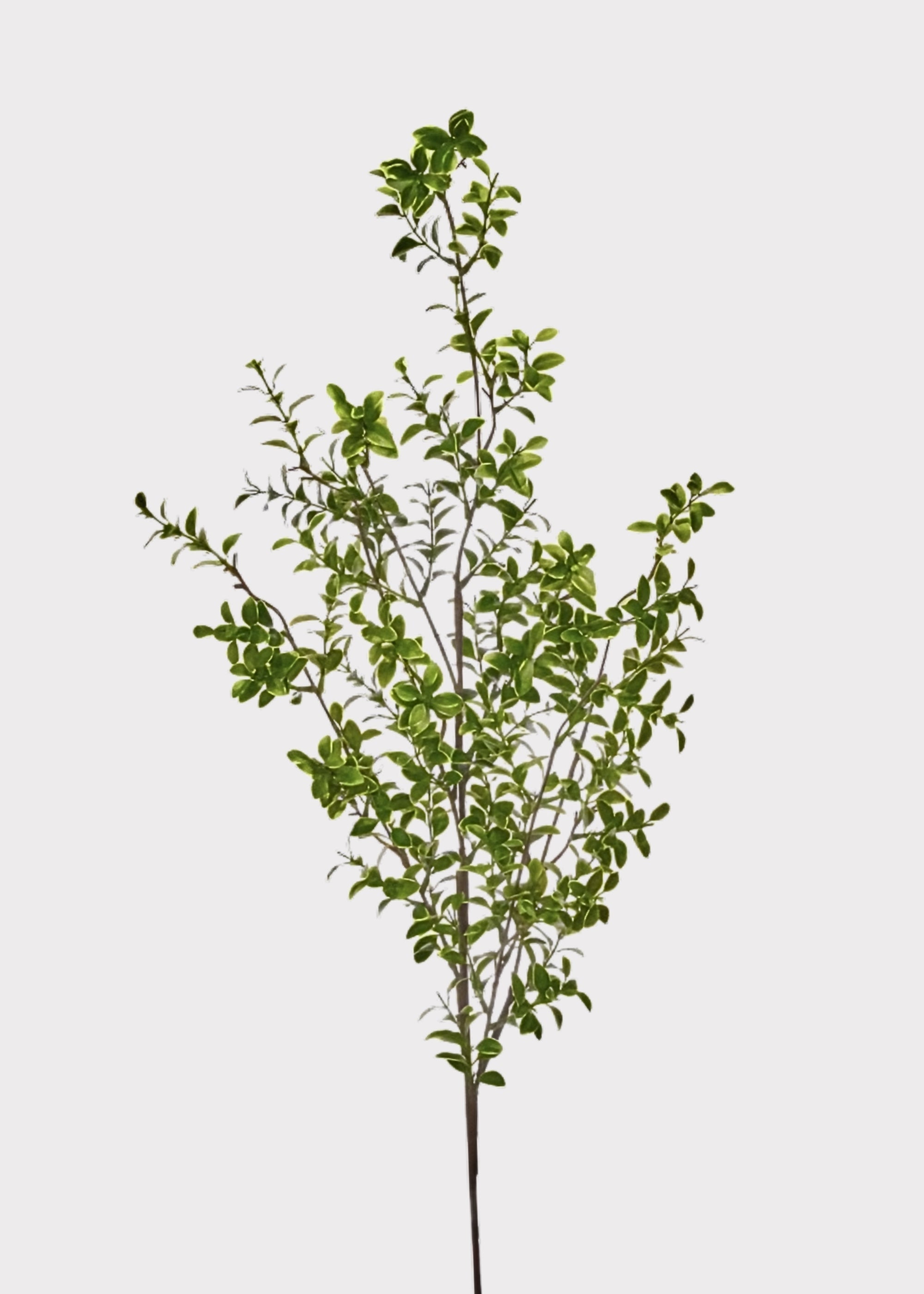 Green Artificial Tall Boxwood Branch for Vase Styling