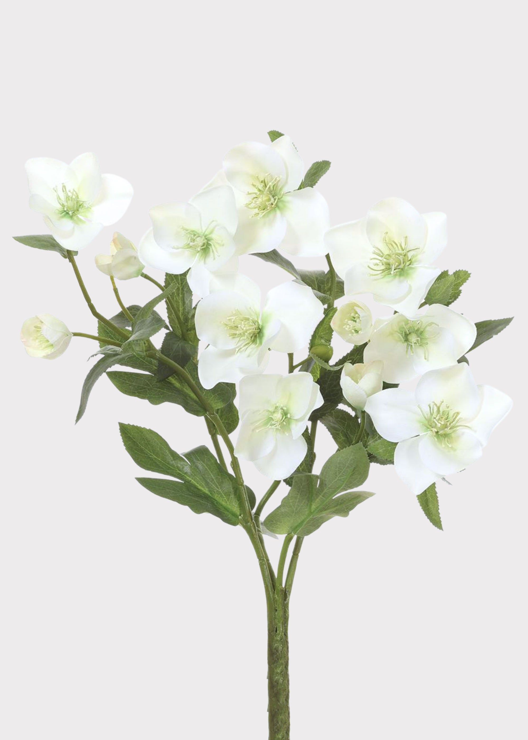 Cream Green Artificial Hellebore Bush for Vase Styling