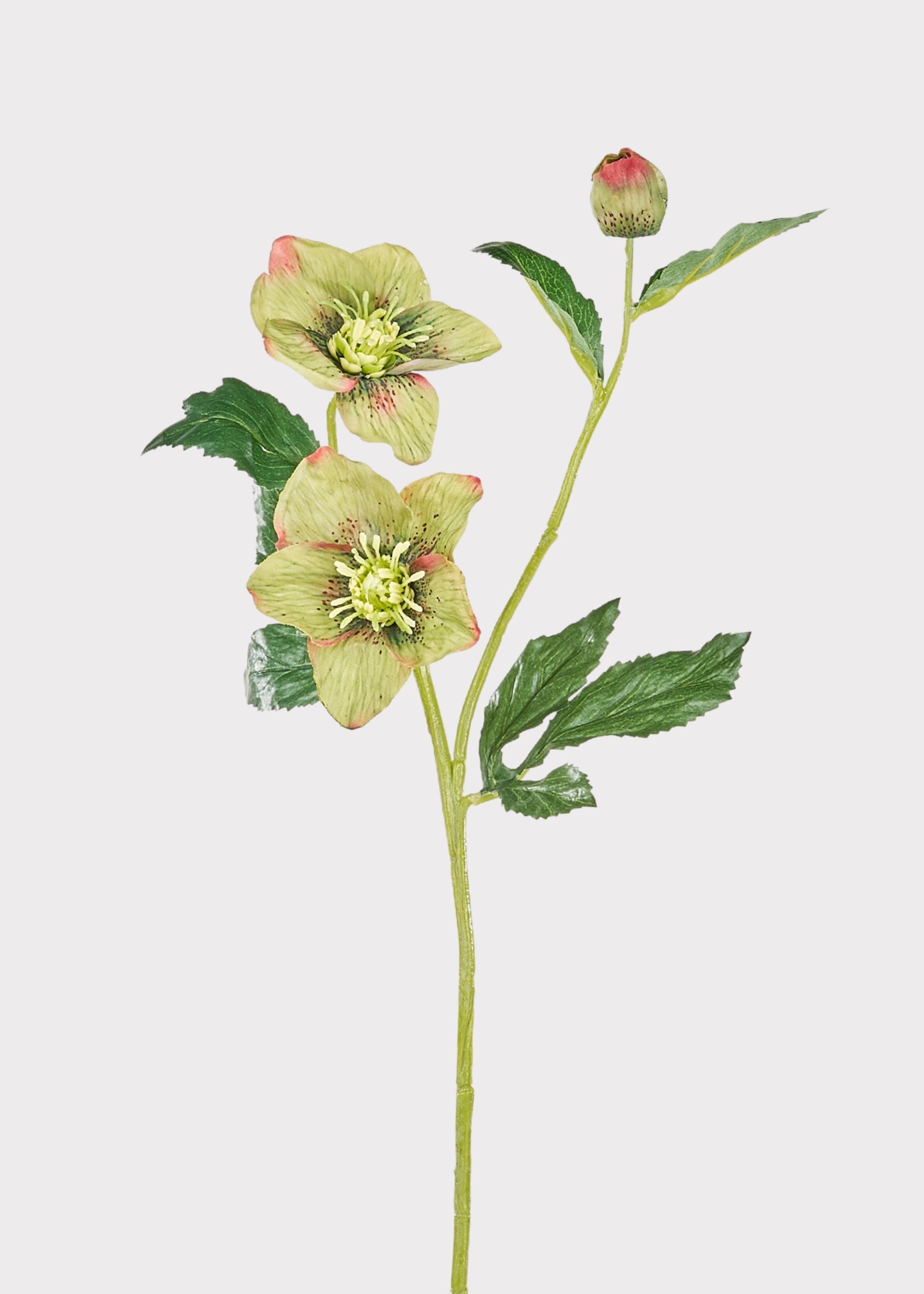 Burgundy Artificial Hellebore Stem for Vase Styling