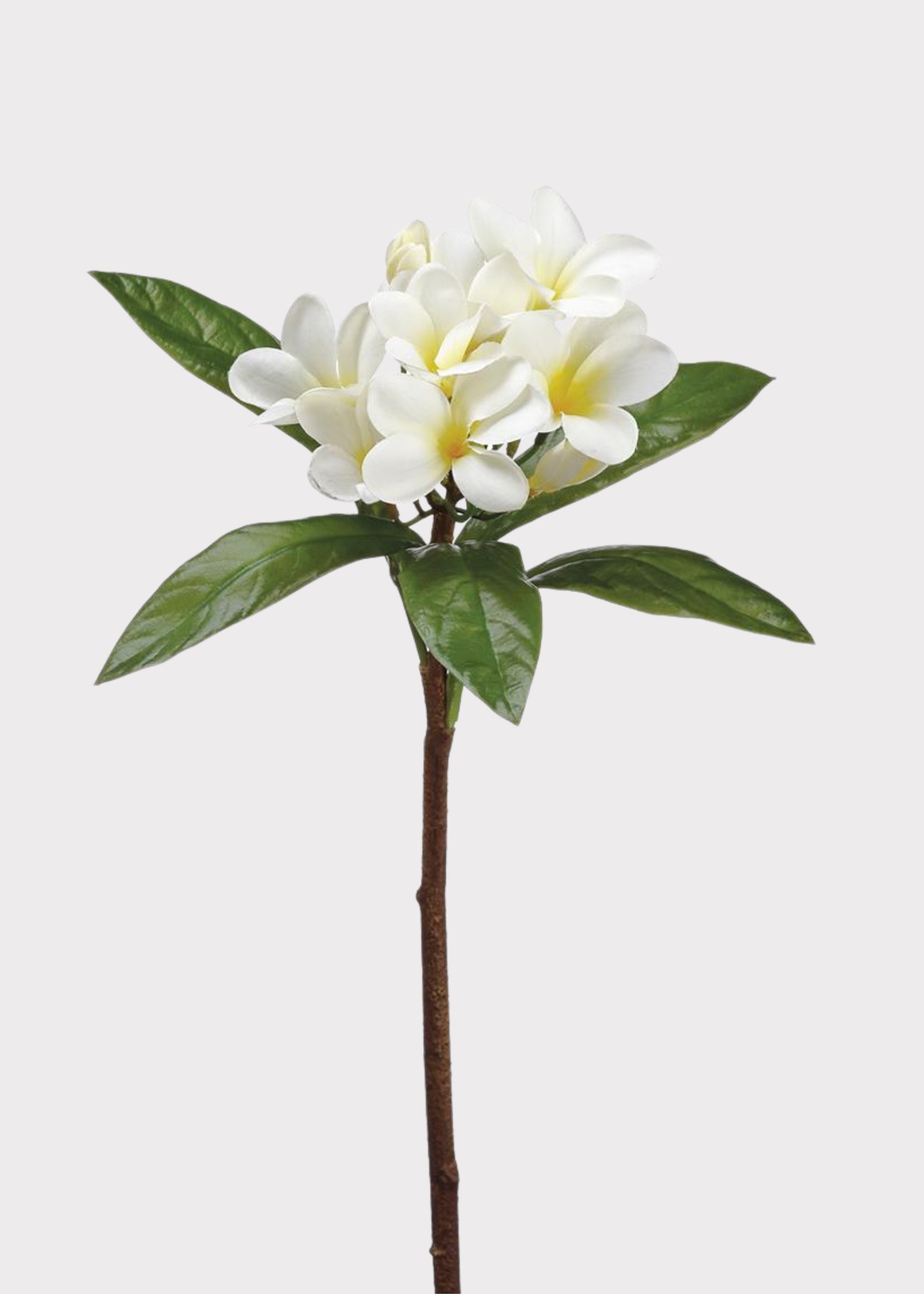 Cream Artificial Tropical Plumeria for Vase Styling