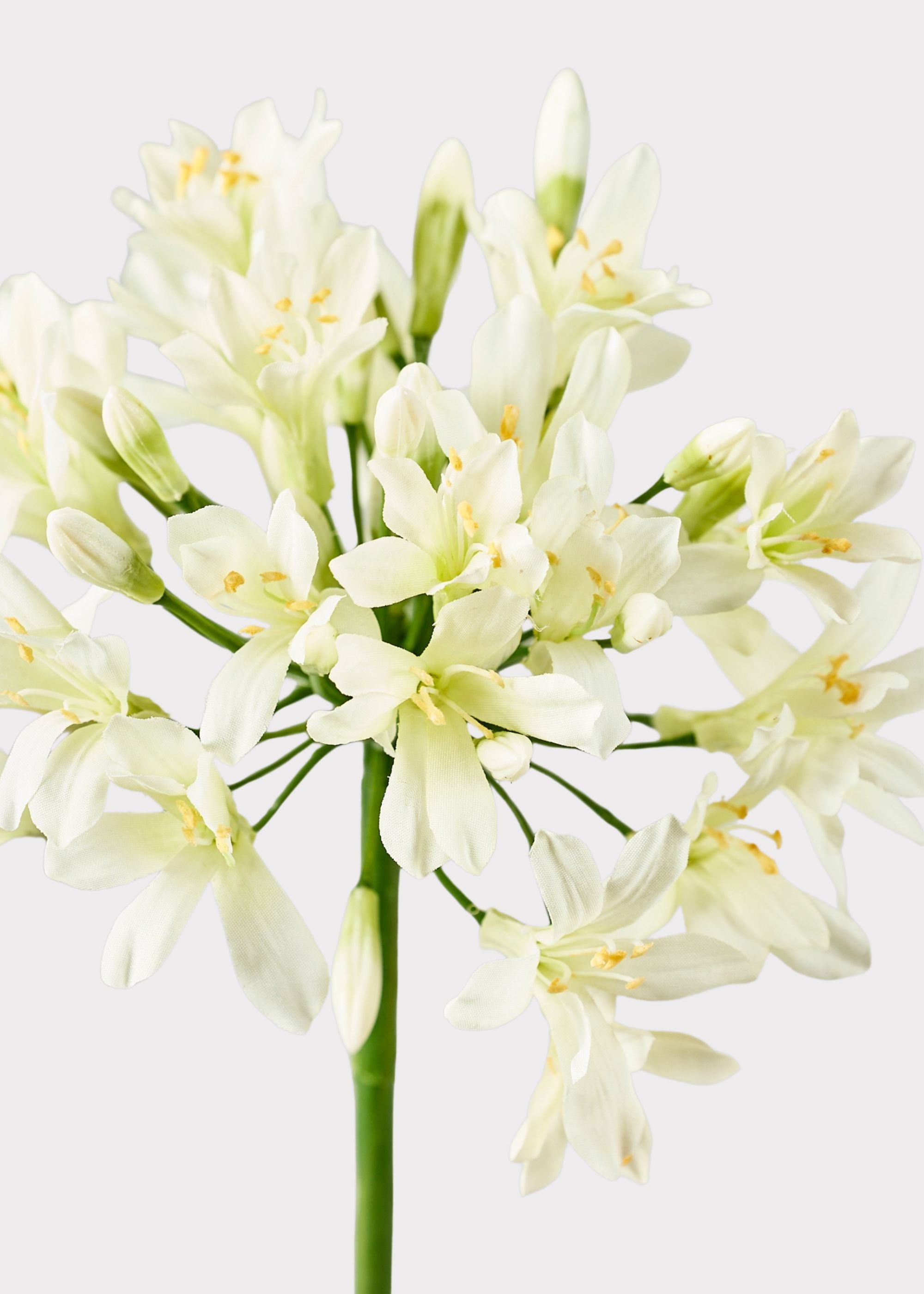 Cream Green Artificial Agapanthus for Home Decor