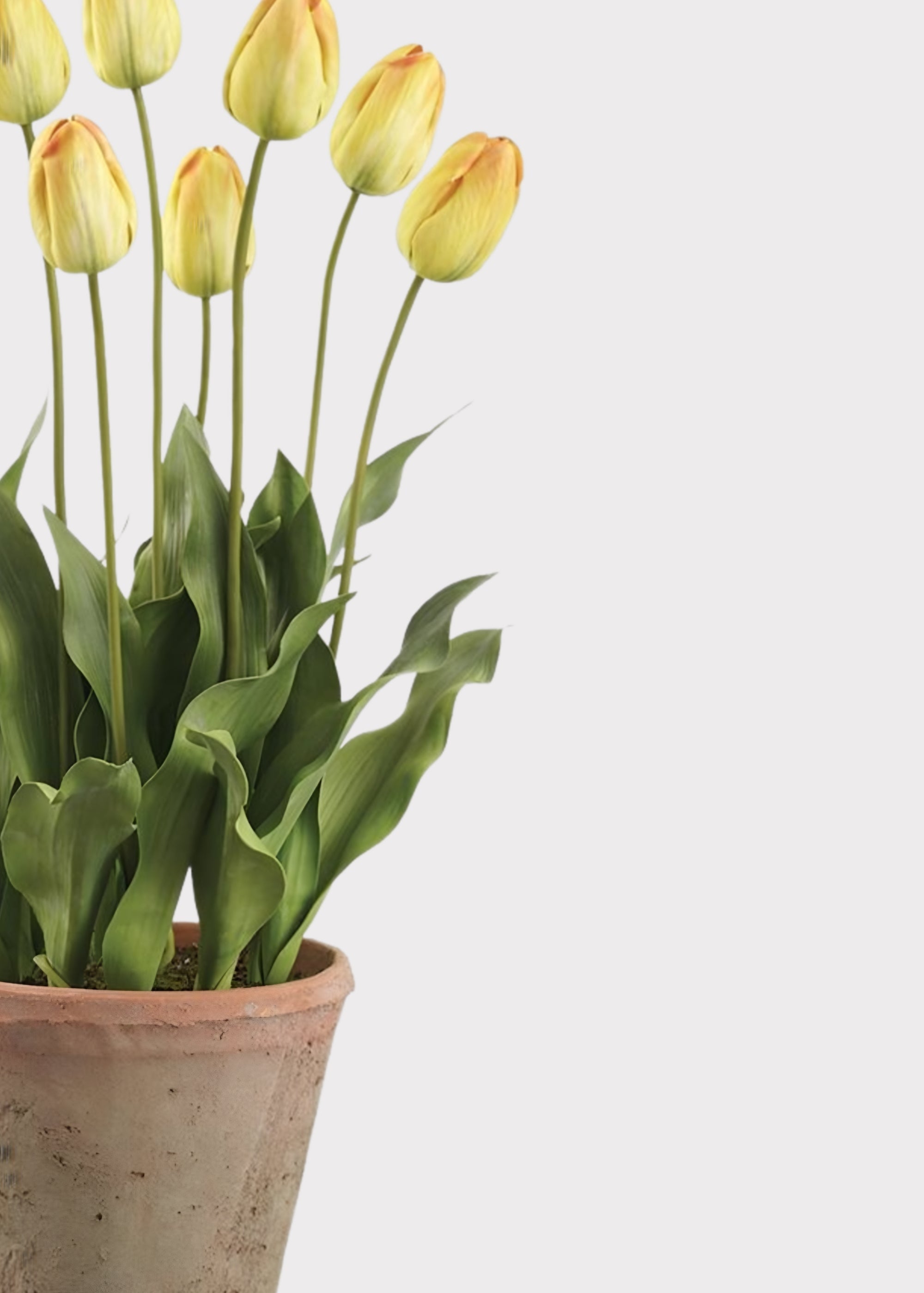 Yellow Tulip Arrangement for Home Decor
