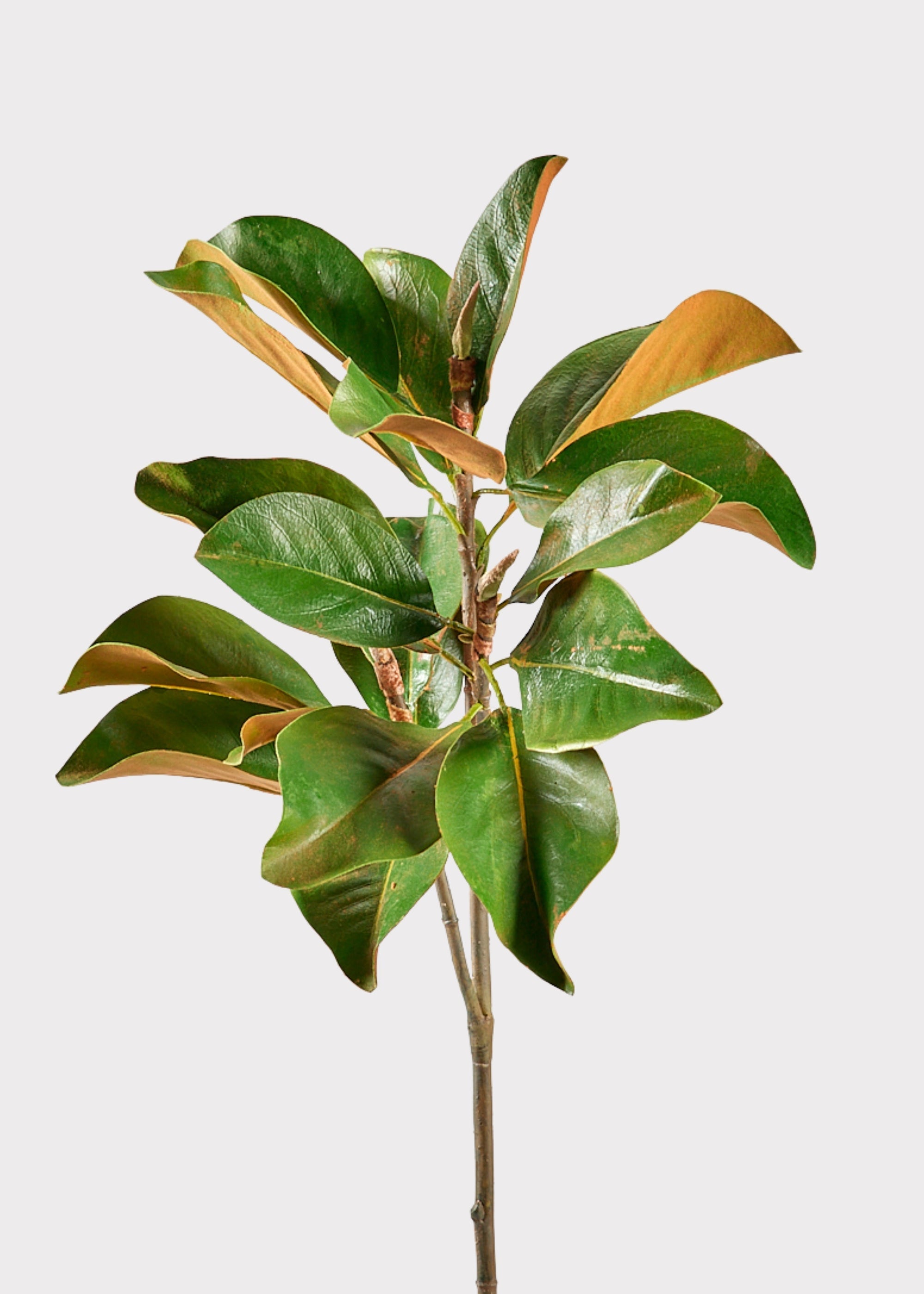 Green Artificial Magnolia Branch for Vase Styling