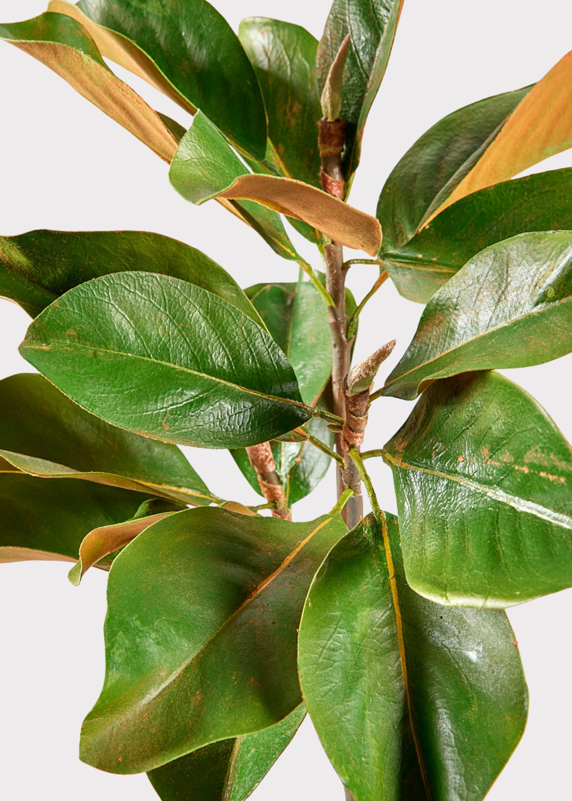 Green Artificial Magnolia Branch for Wedding Decor