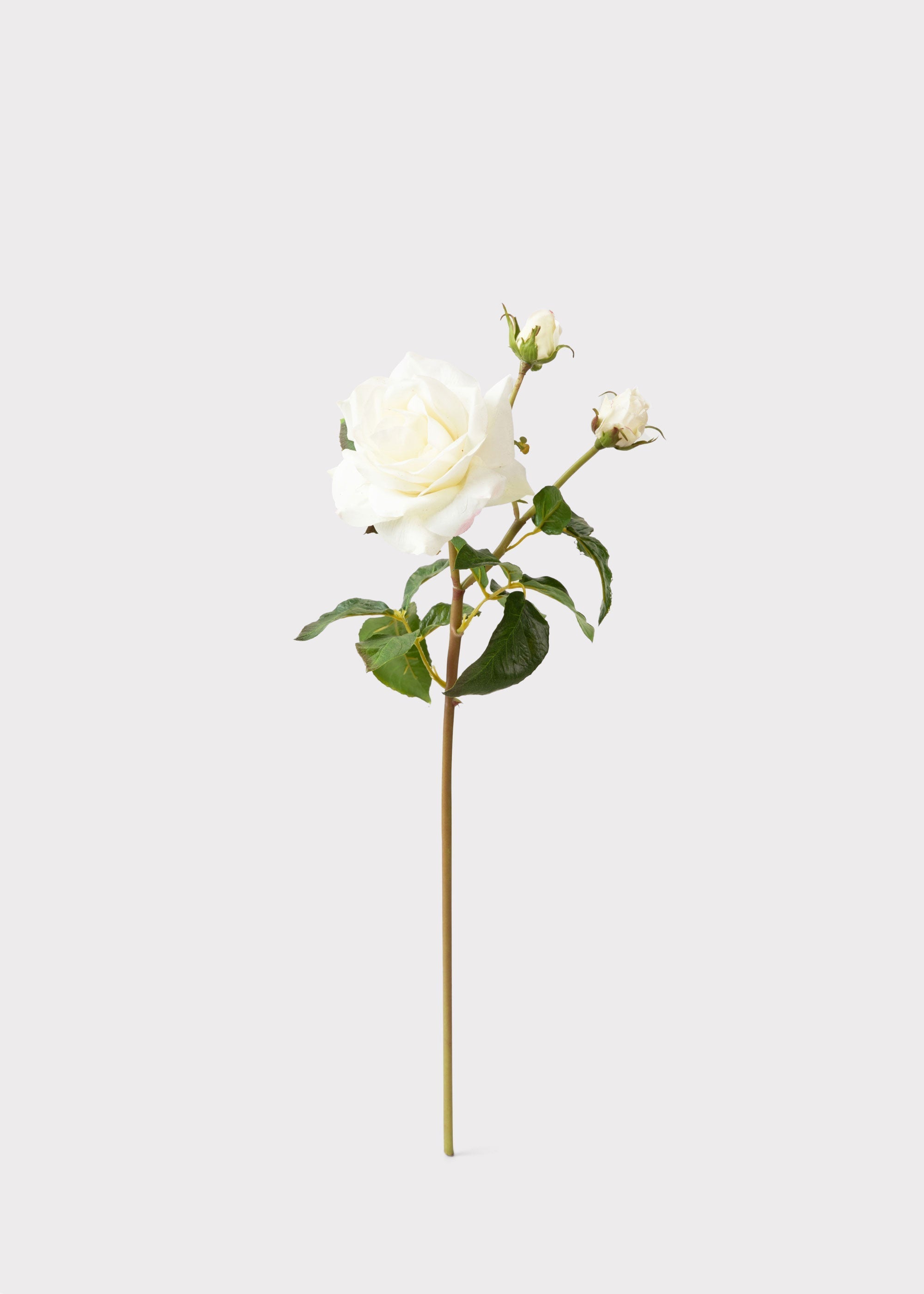 Cream Real Touch Artificial Rose Bundle for Wedding Decor