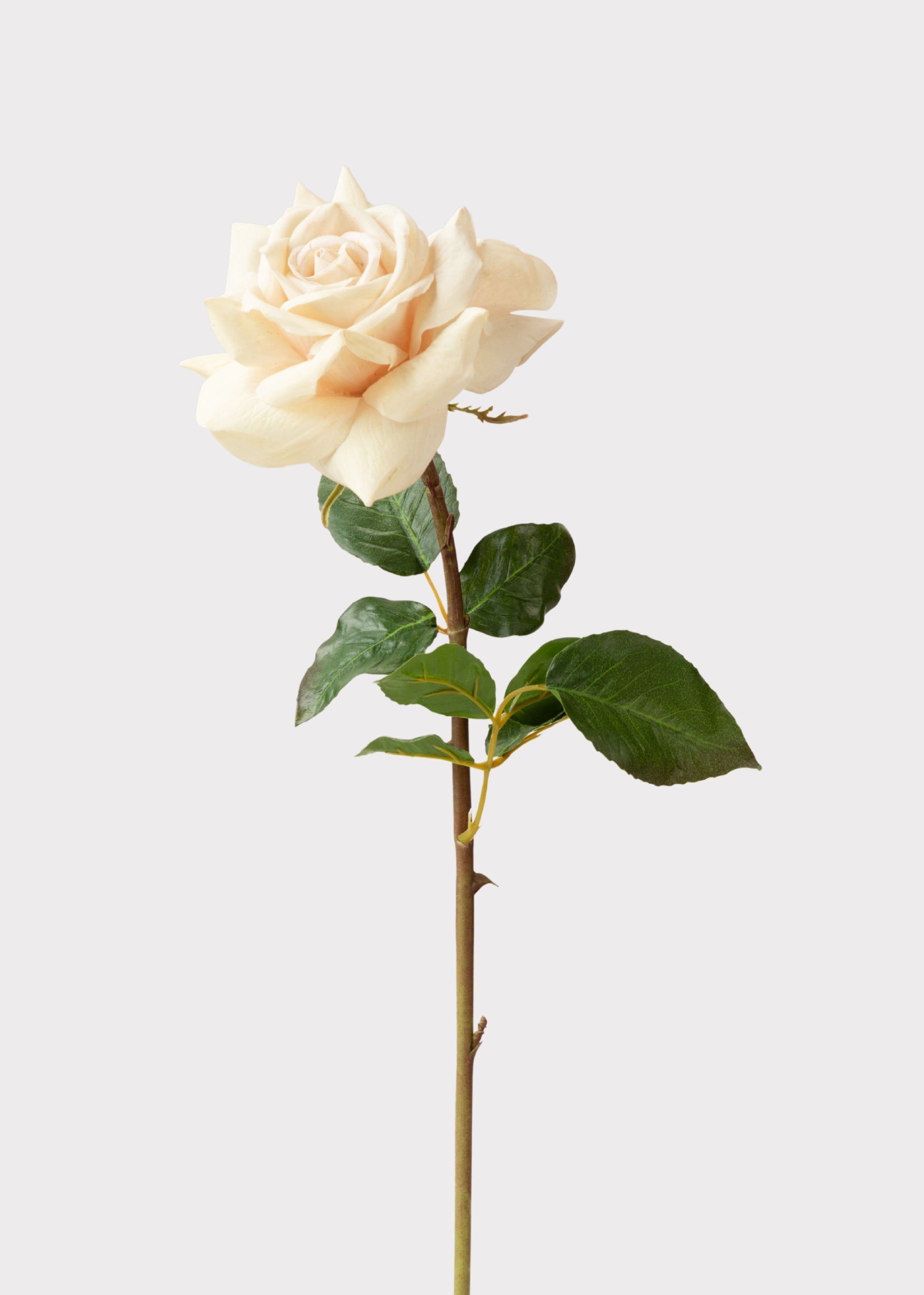 Beige Real Touch Artificial Rose Bundle for Vase Styling