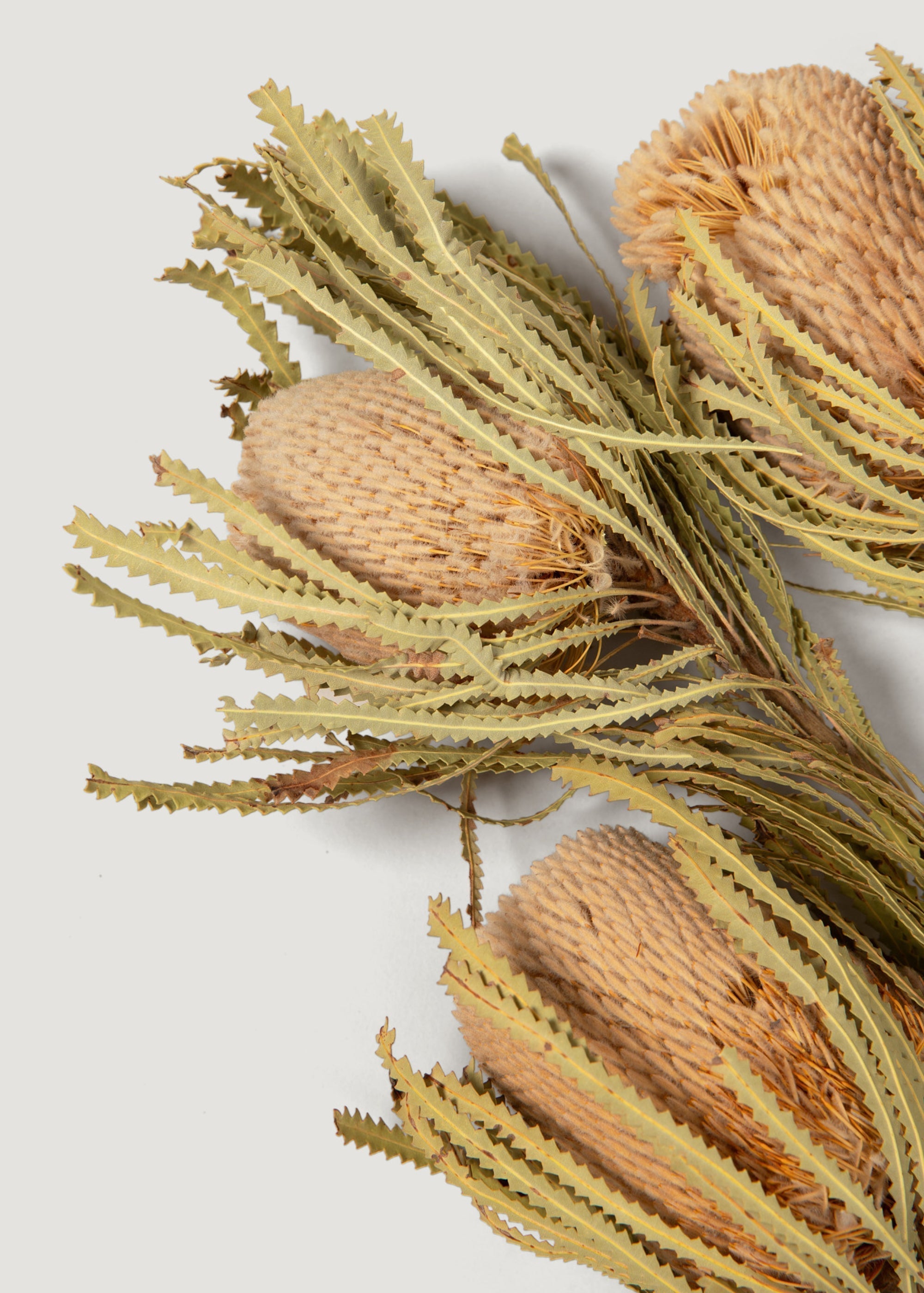 Natural Dried Banksia Hookeriana Bundle for Entryway Arrangement