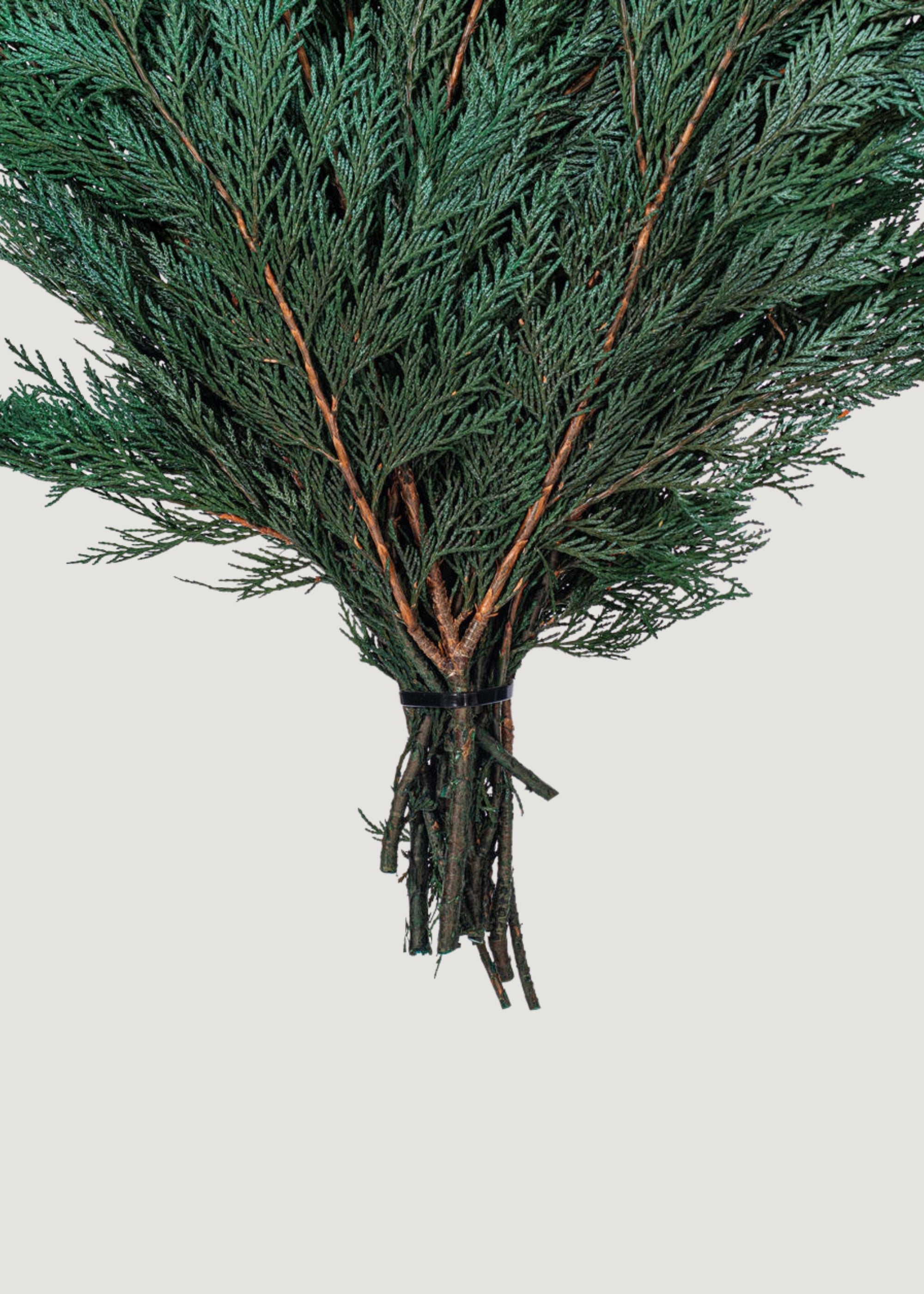 Dried Cedar Bundle for Entryway Arrangement