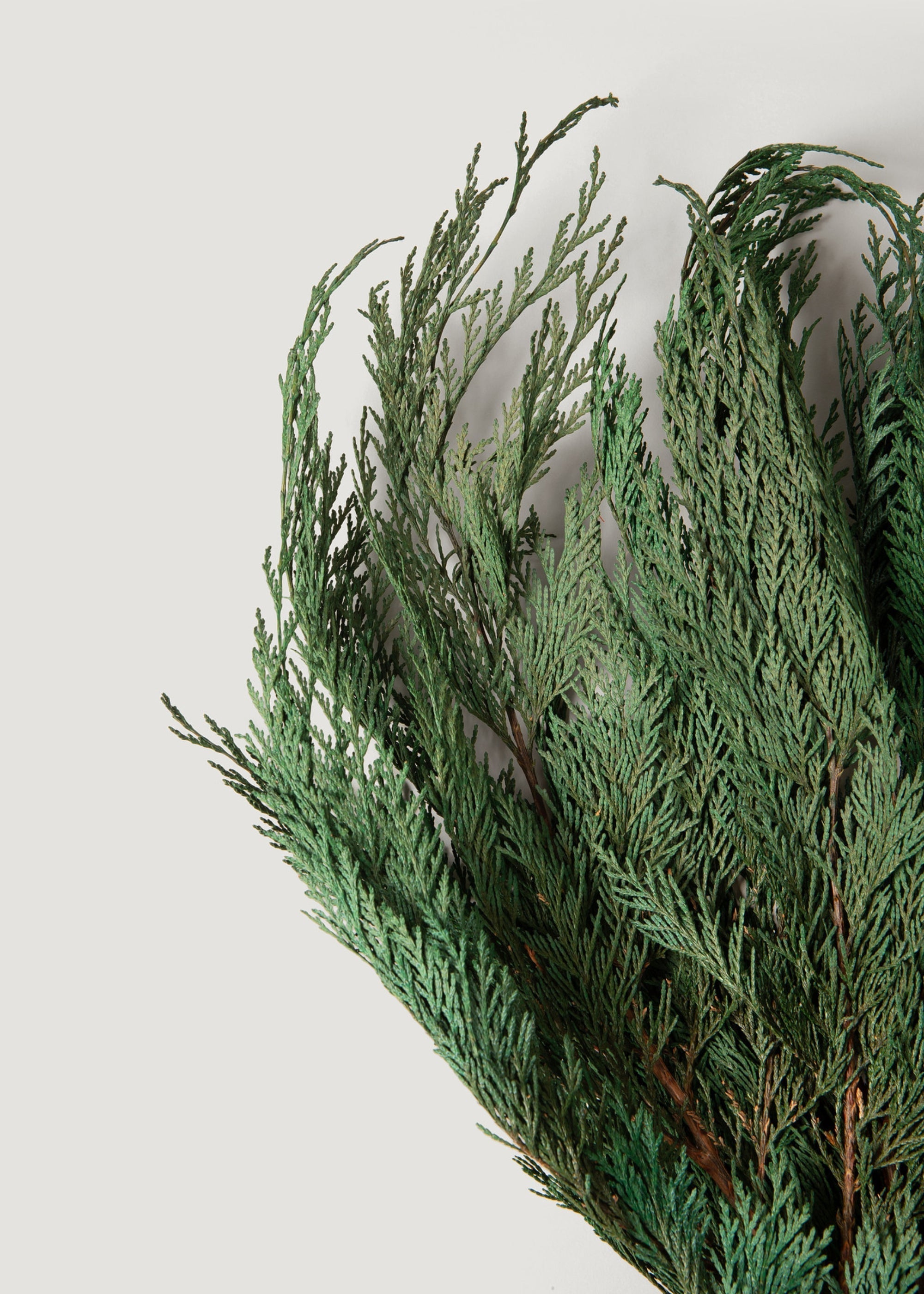 Dried Cedar Bundle for Wedding Decor