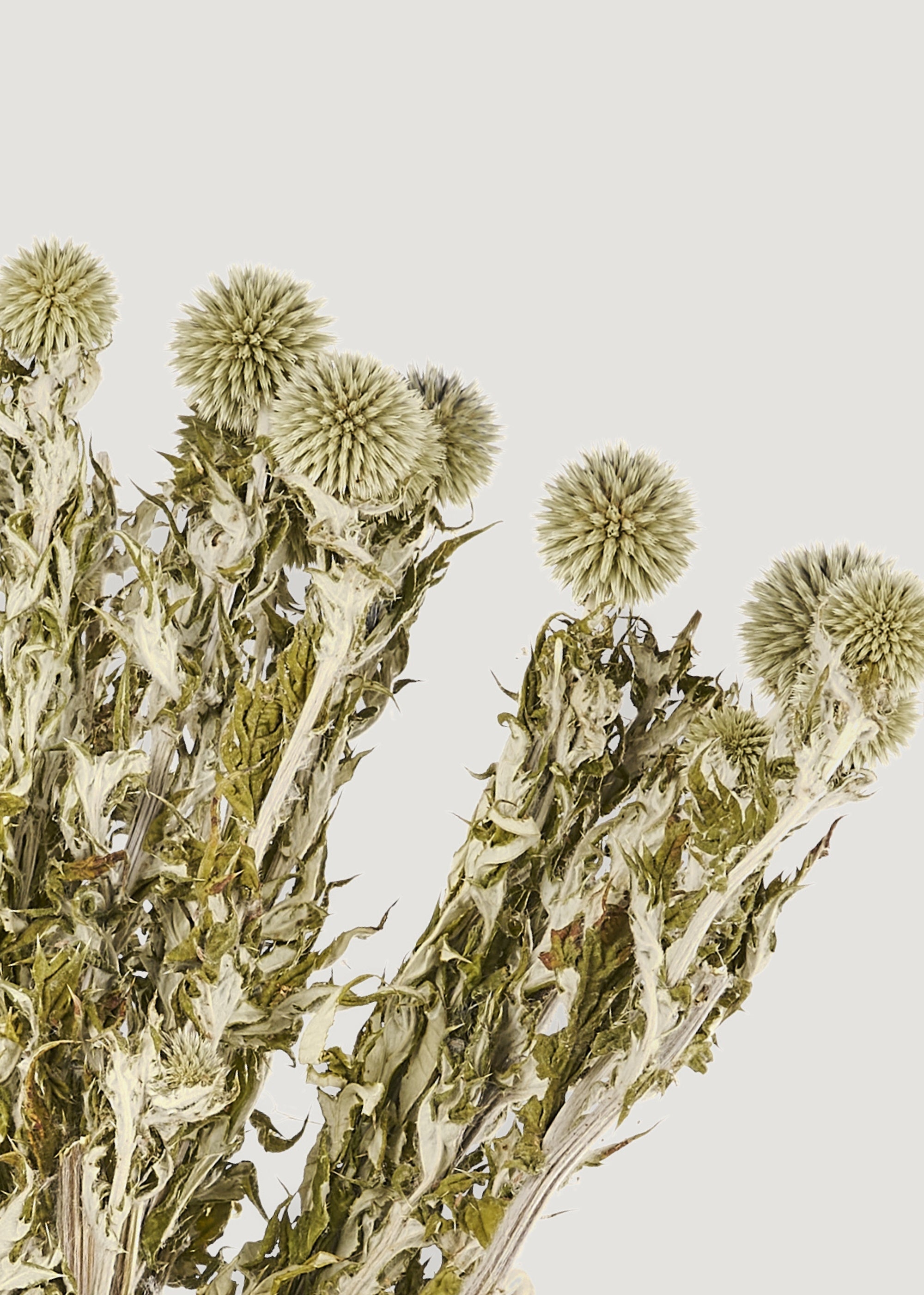 Green Dried Echinops Globe Thistles 4 Oz Bunch for Vase Styling