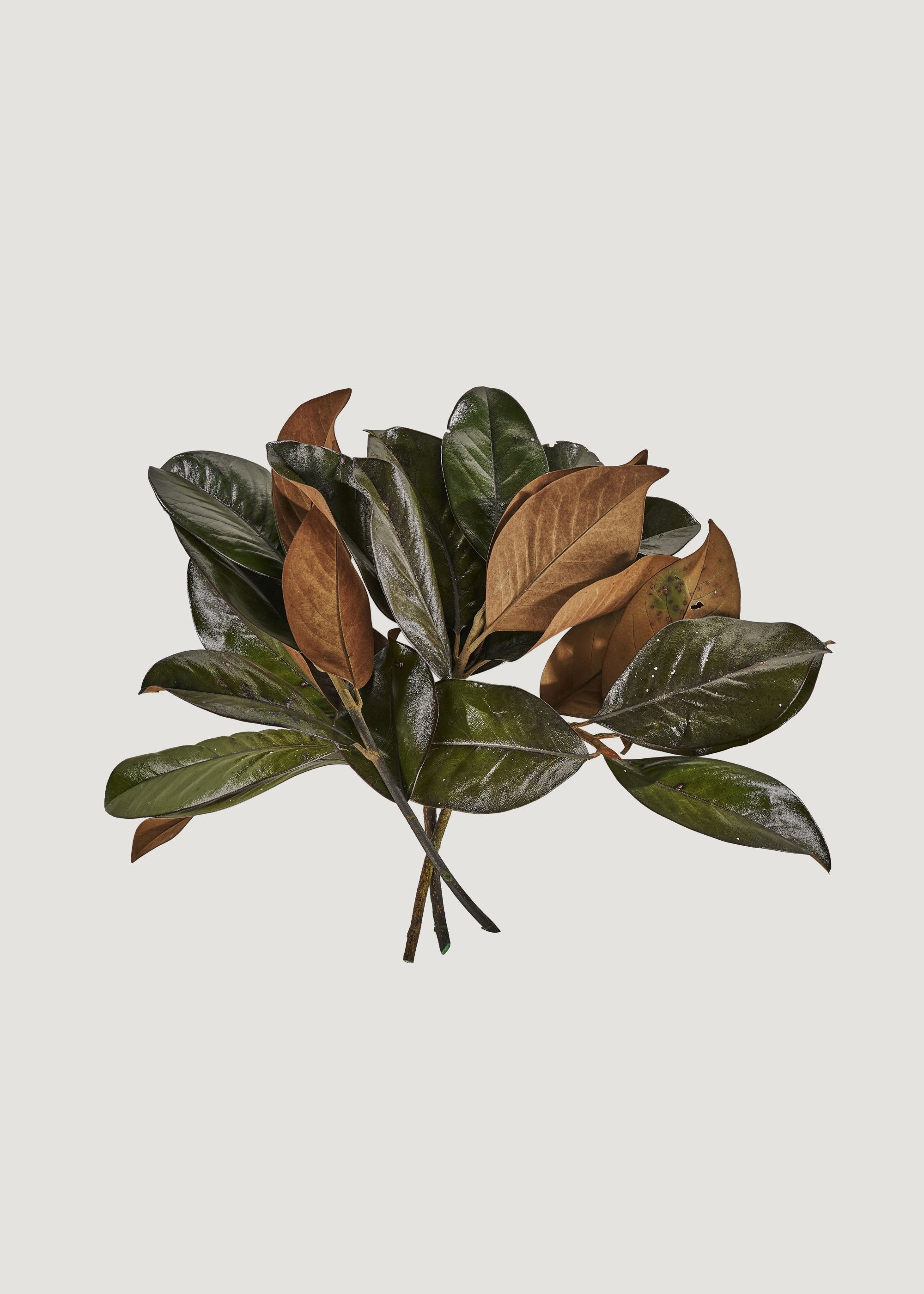 Green Dried Magnolia Bundle for Vase Styling