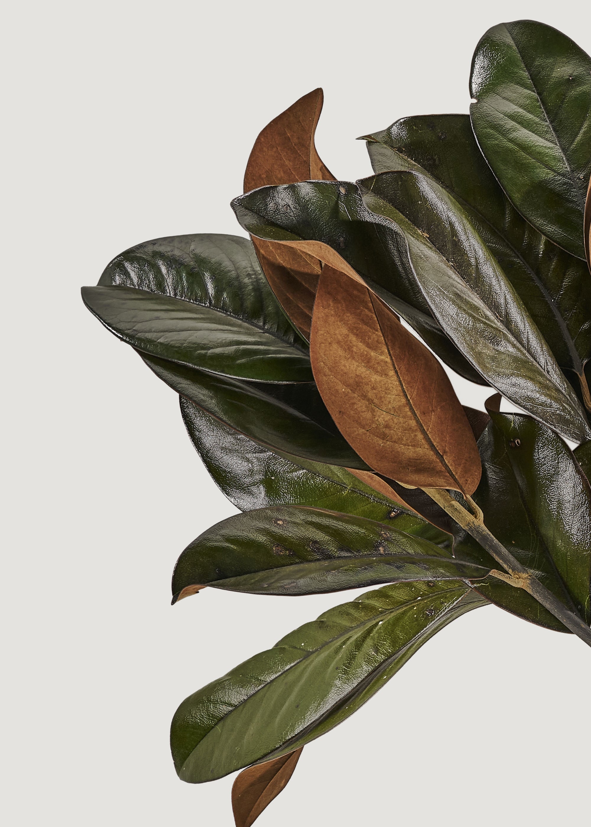 Green Dried Magnolia Bundle for Home Decor