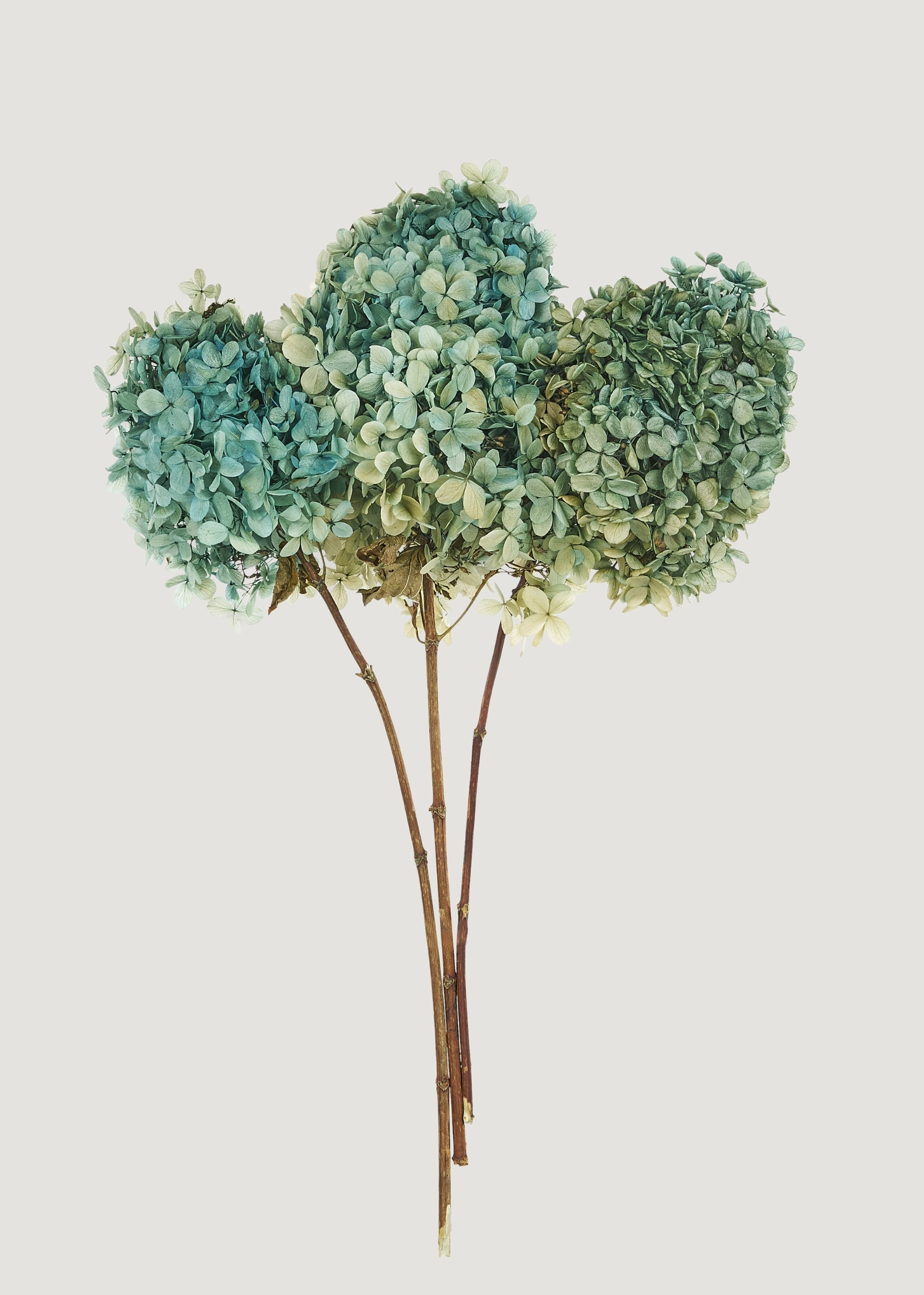 Green Dried Hydrangea Bundle for Vase Styling