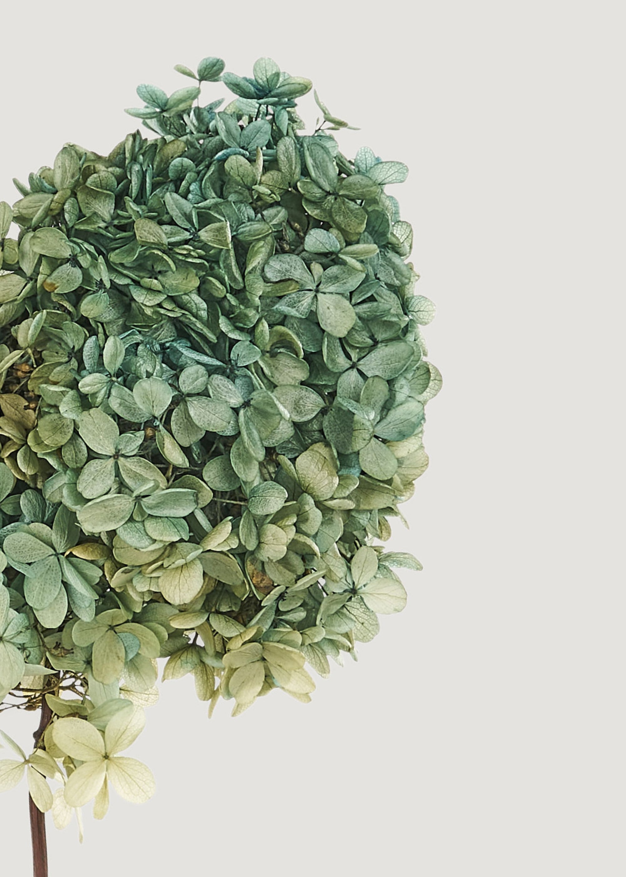 Green Dried Hydrangea Bundle for Table Centerpiece