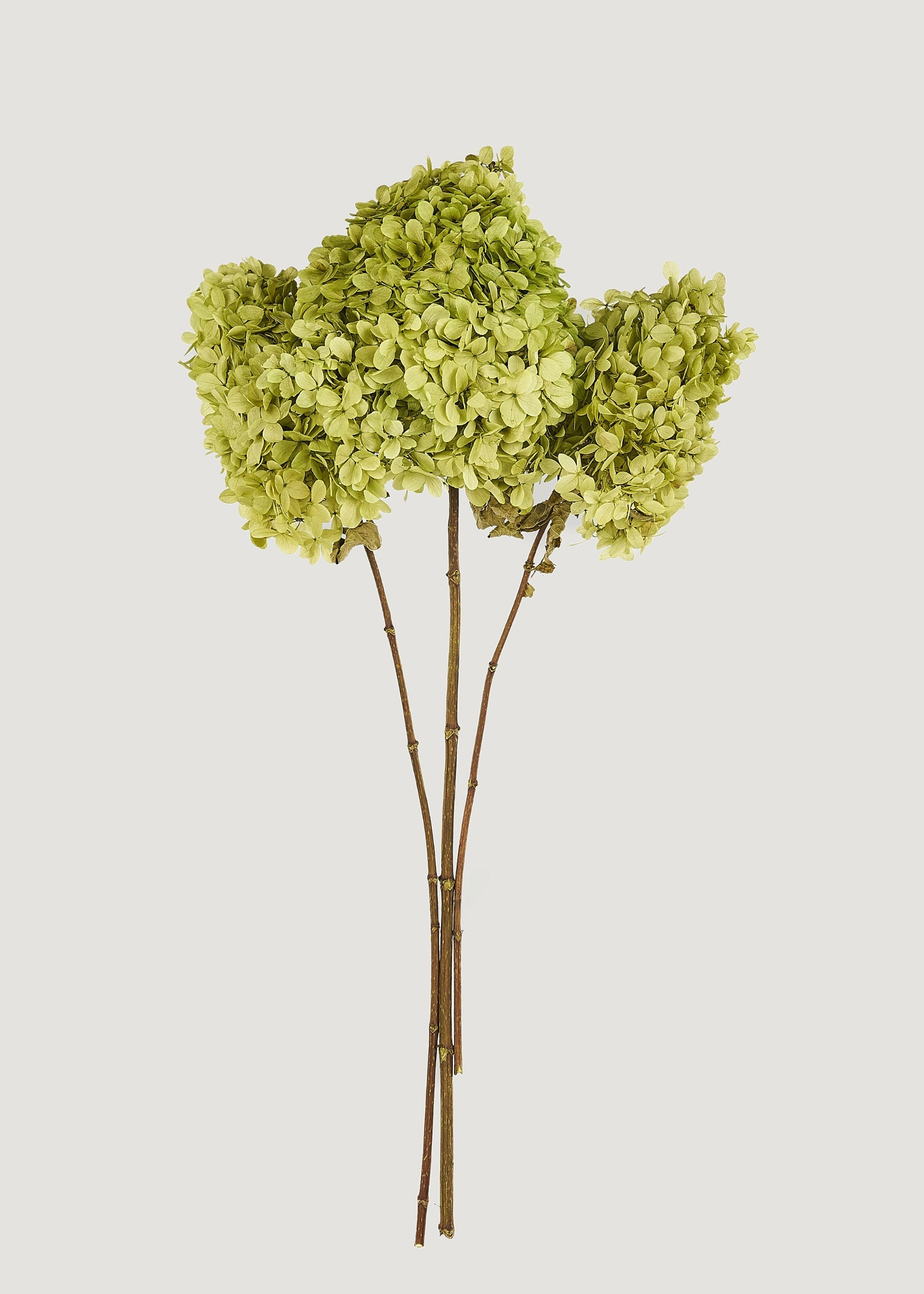 Green Dried Hydrangea Bundle for Vase Styling
